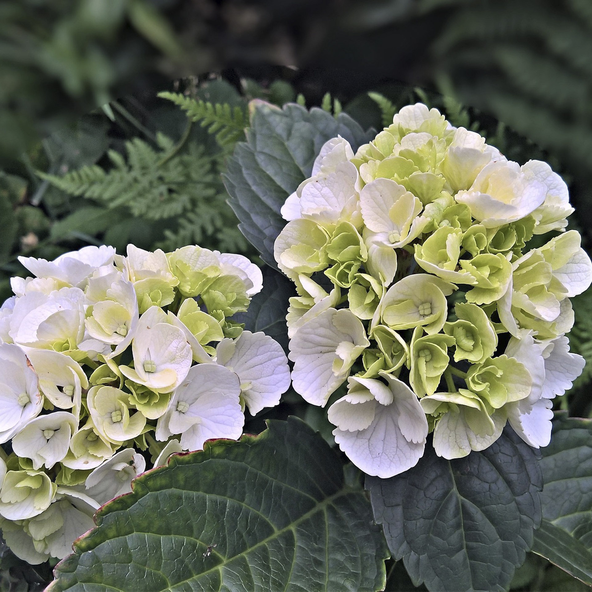 große weiße Blüten der Hortensie macrophylla