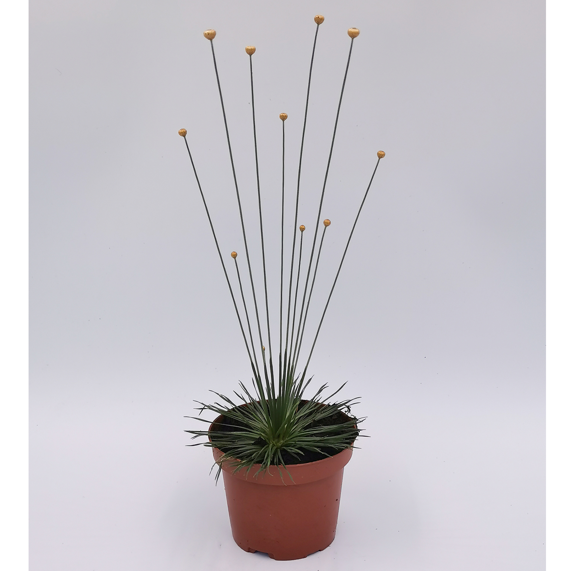 Mikadopflanze - Syngonanthus chrysanthus 'Mikado', 9cm Topf