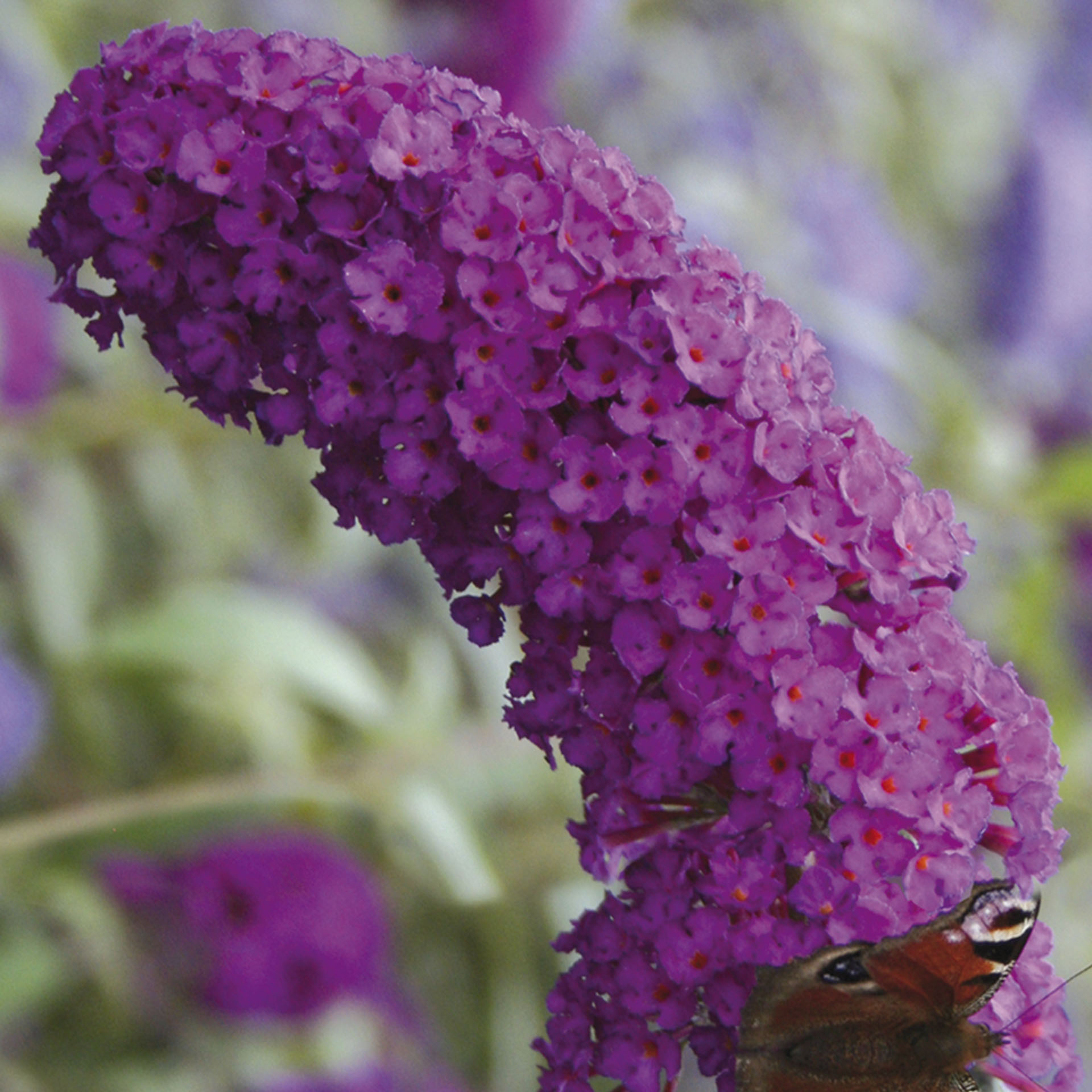 Blütenrispe mit purpurroten Blüten des Sommerflieders Royal Red