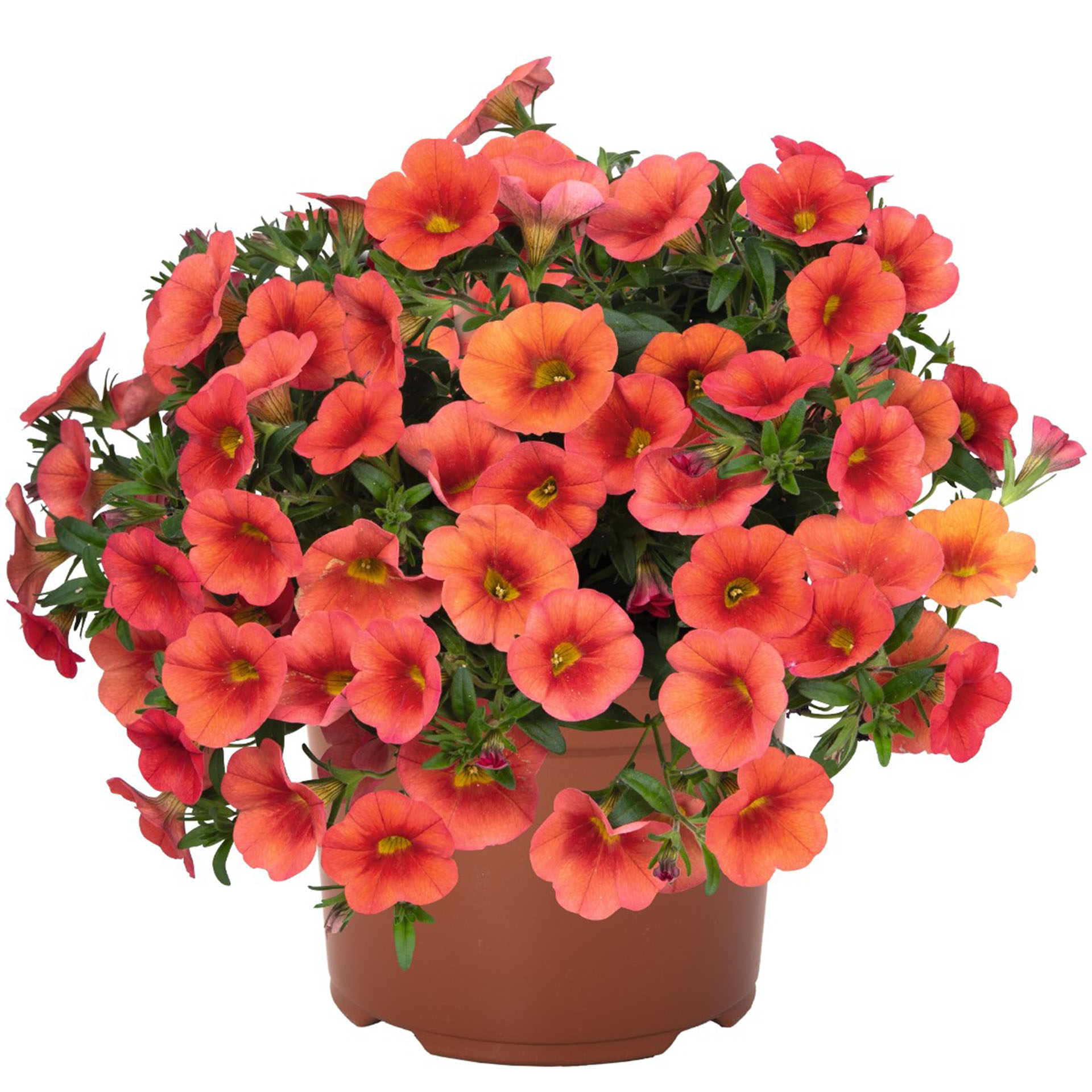 Zauberglöckchen - Calibrachoa 'Aloha Kona Orange', 12cm Topf