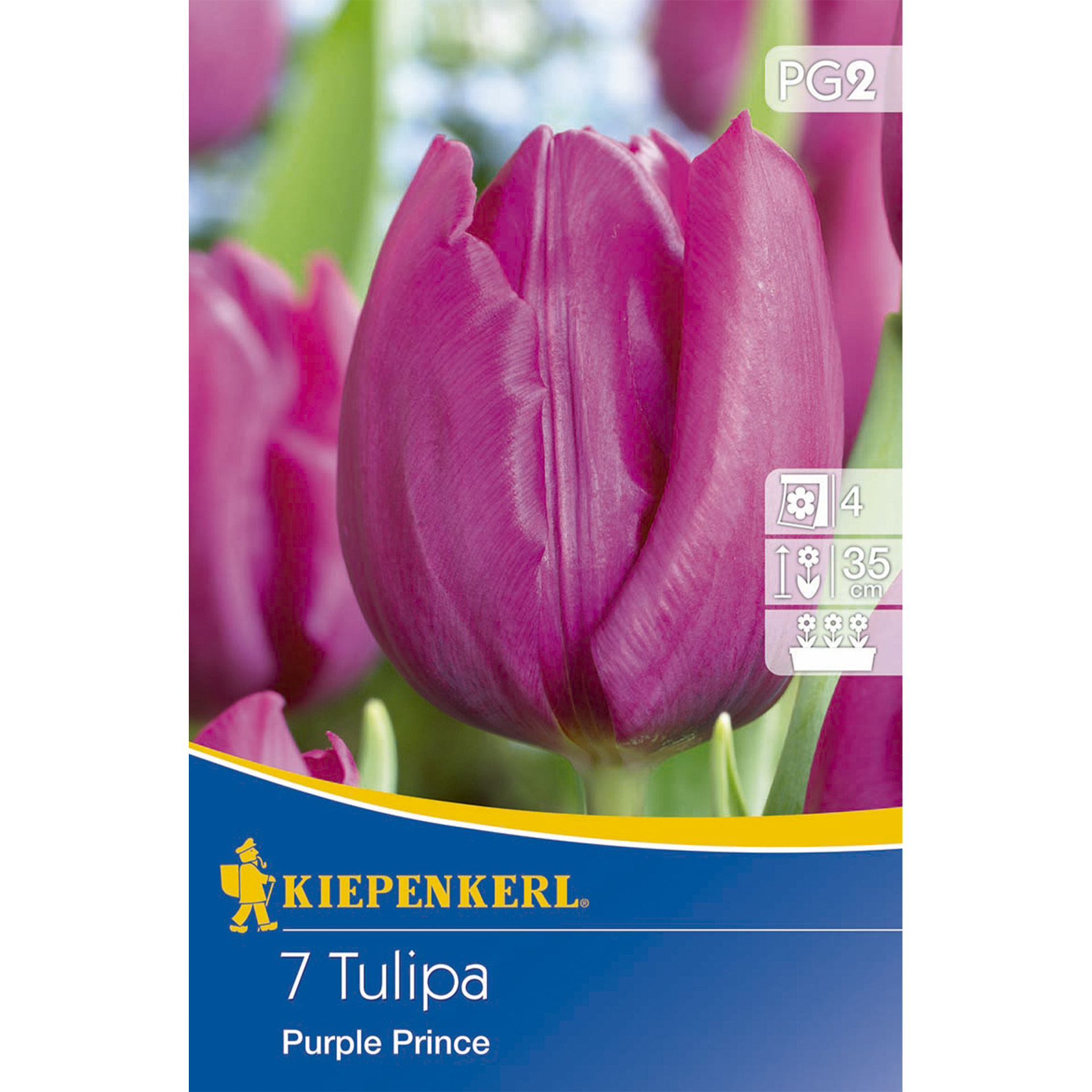 Tulpen mit strahlend purpurfarben en Blütenblättern