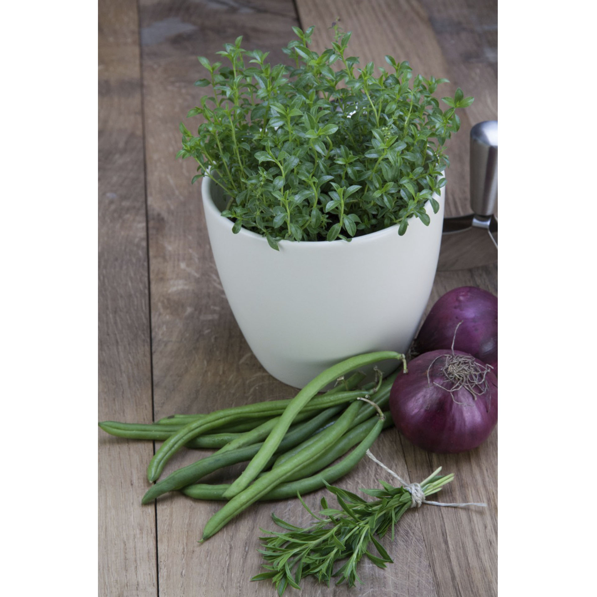 BIO Berg-Bohnenkraut - Satureja montana, 12cm Topf