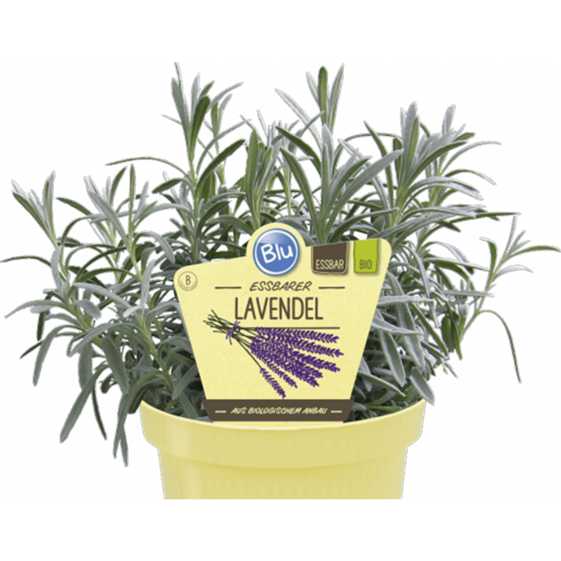 Essbarer Lavendel Kräuterpflanze Heilpflanze Duftpflanze