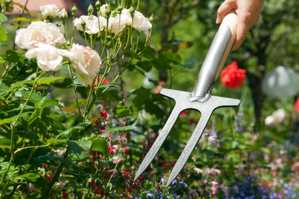 Rosengabel mit Eschen-T-Stiel Krumpholz Gartenwerkzeug Rosenpflege