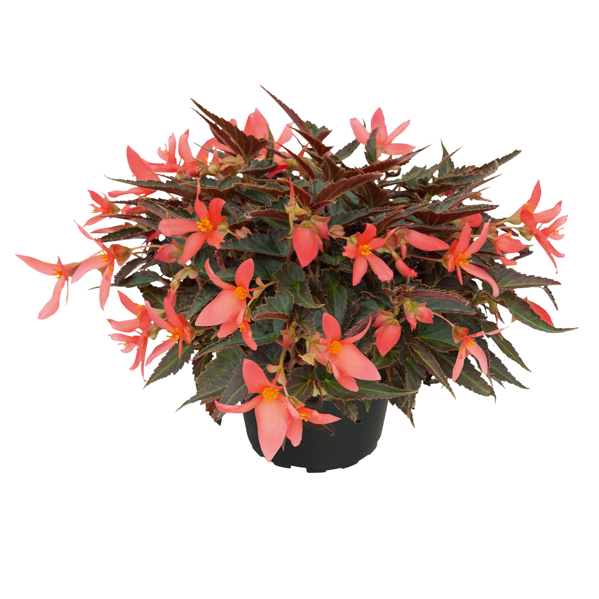 Hängebegonie - Begonia 'Summerwings Dark Coral Elegance', 12cm Topf