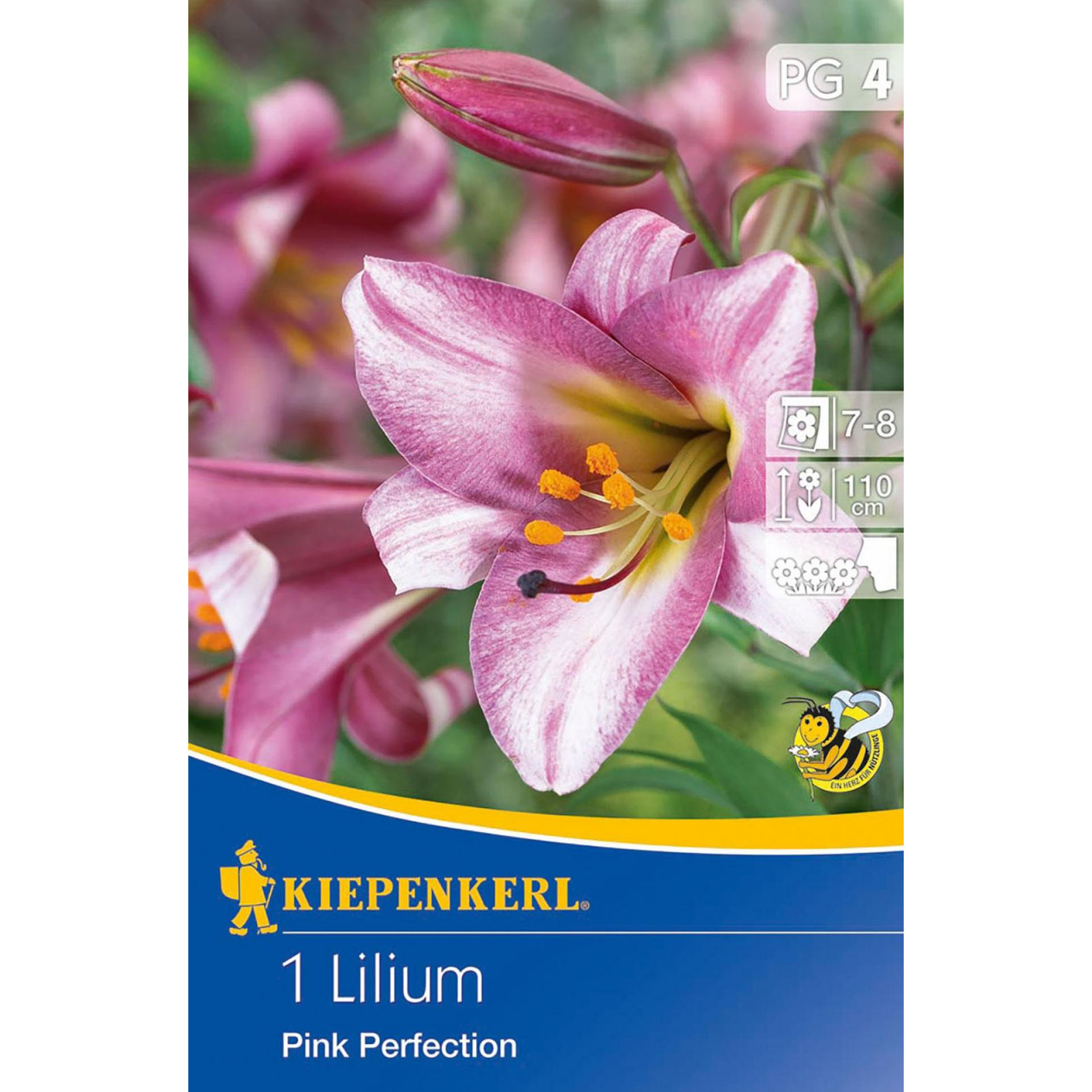 Blumenzwiebeln Trompeten-Lilie Staudenbeet Blumengarten