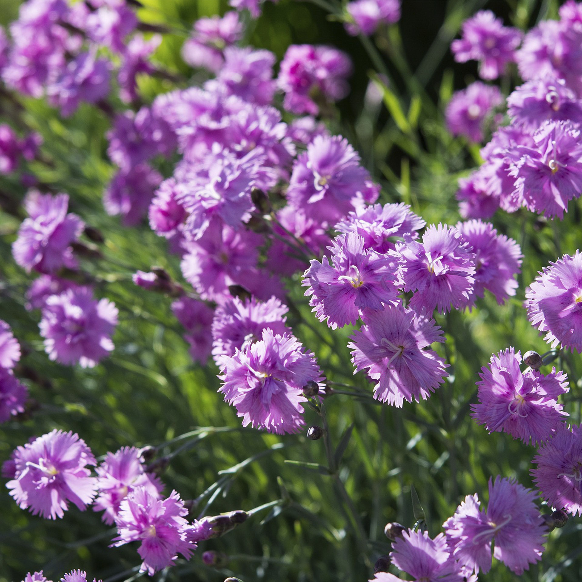 Heide-Nelke - Dianthus deltoides, 12cm Topf