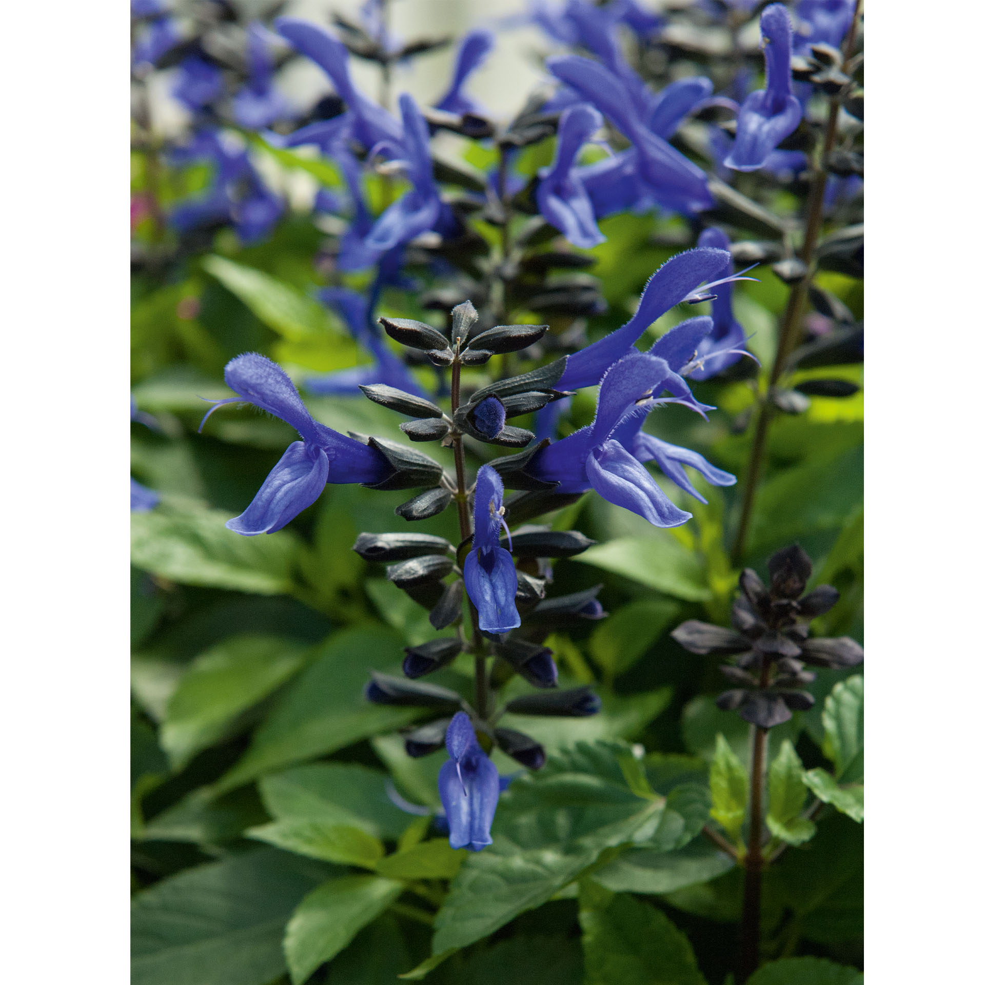 Rockin Risner Sommmer-Salbei Rockin _ Salvia Rockin Pflanzen – RUAUE