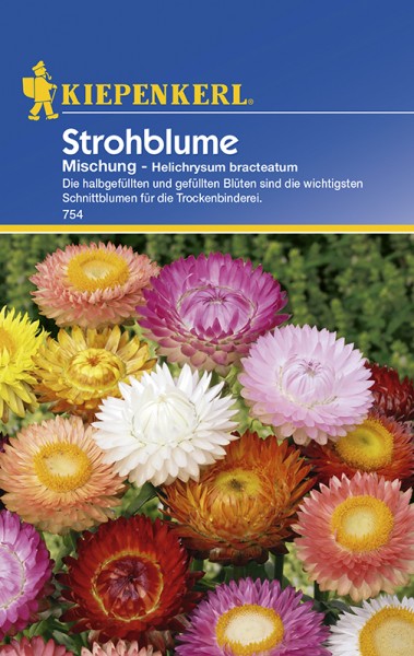 Strohblume Helichrysum Mischung