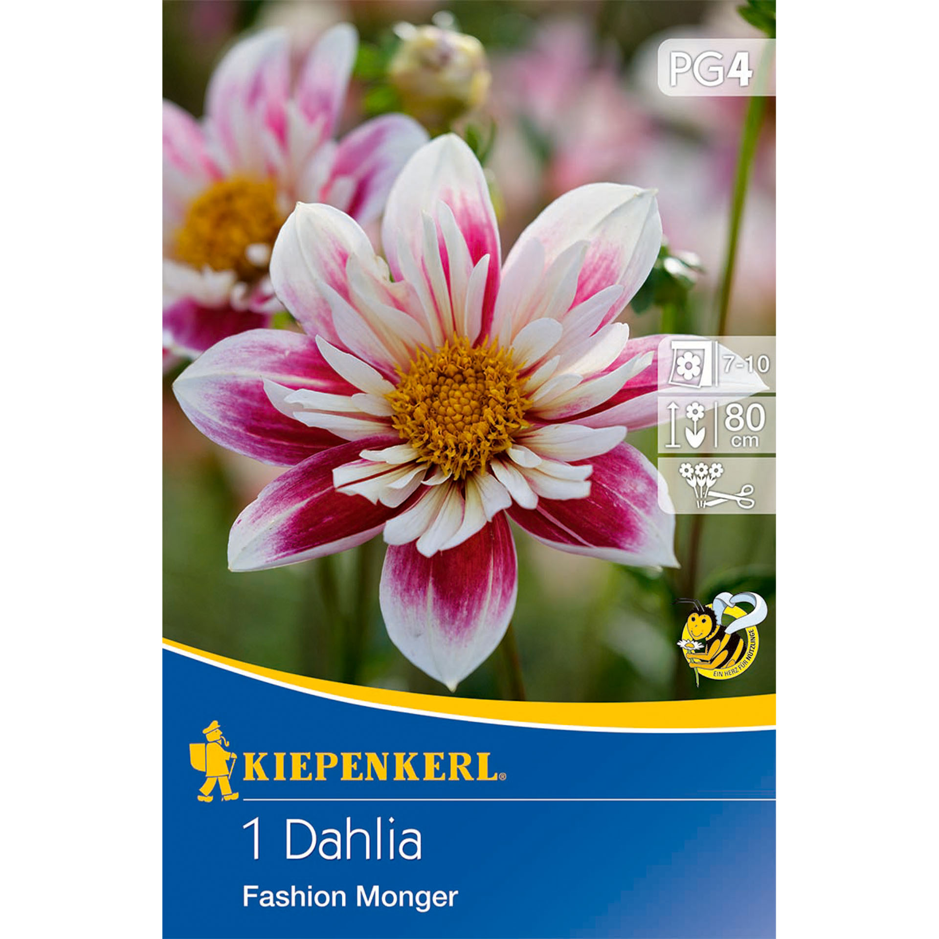 Dahlie, Blume, Gänseblümchen, Werbung, Plakat