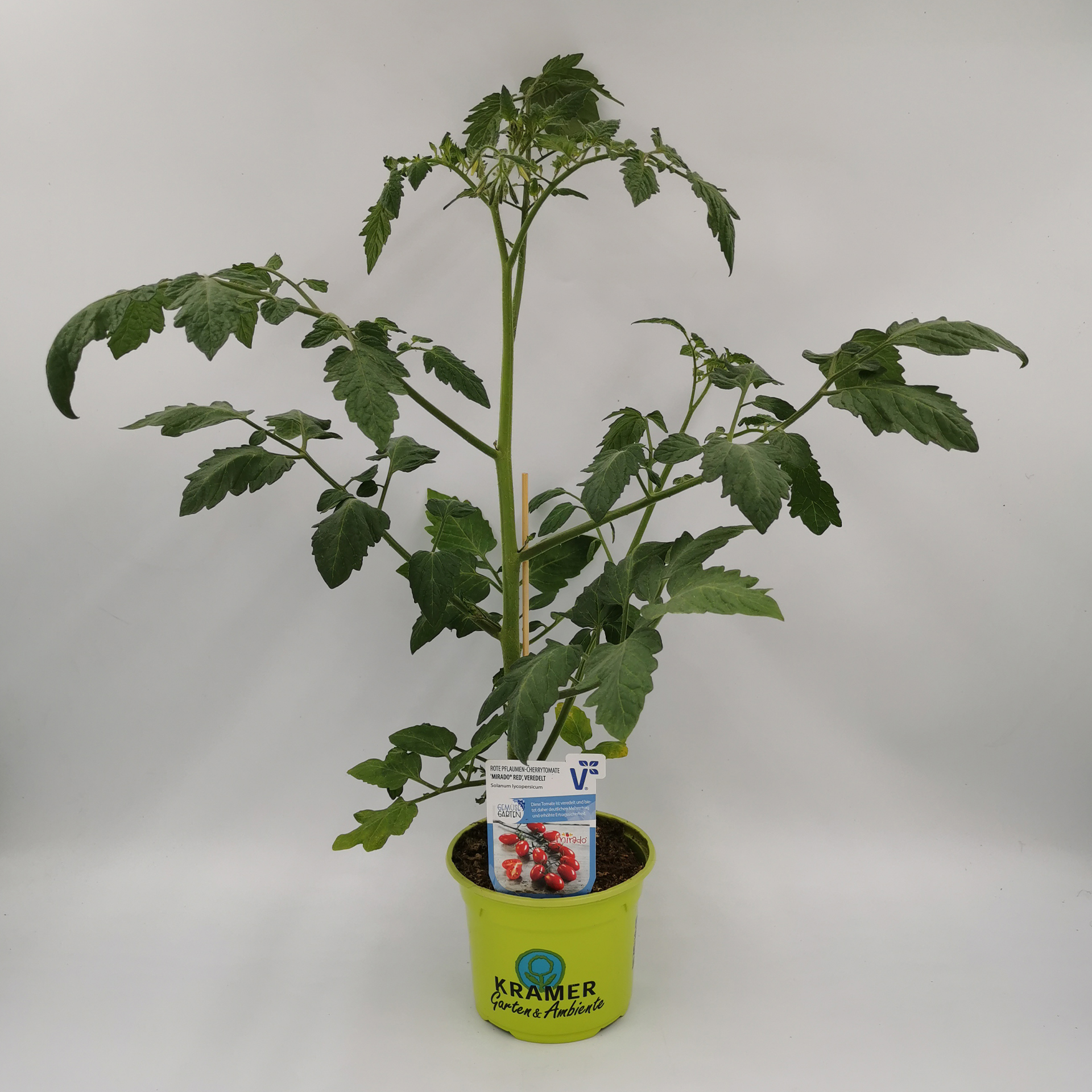 Pflaumen-Cherrytomate 'Mirado® Red' F1 (Dasher), Tomatenpflanze 12cm Topf