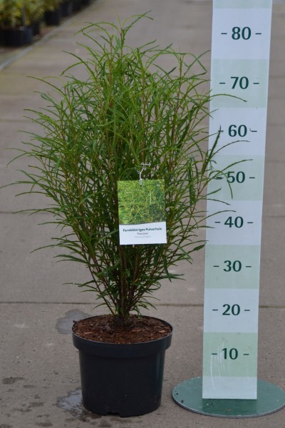 Rhamnus frangula Faulbaum