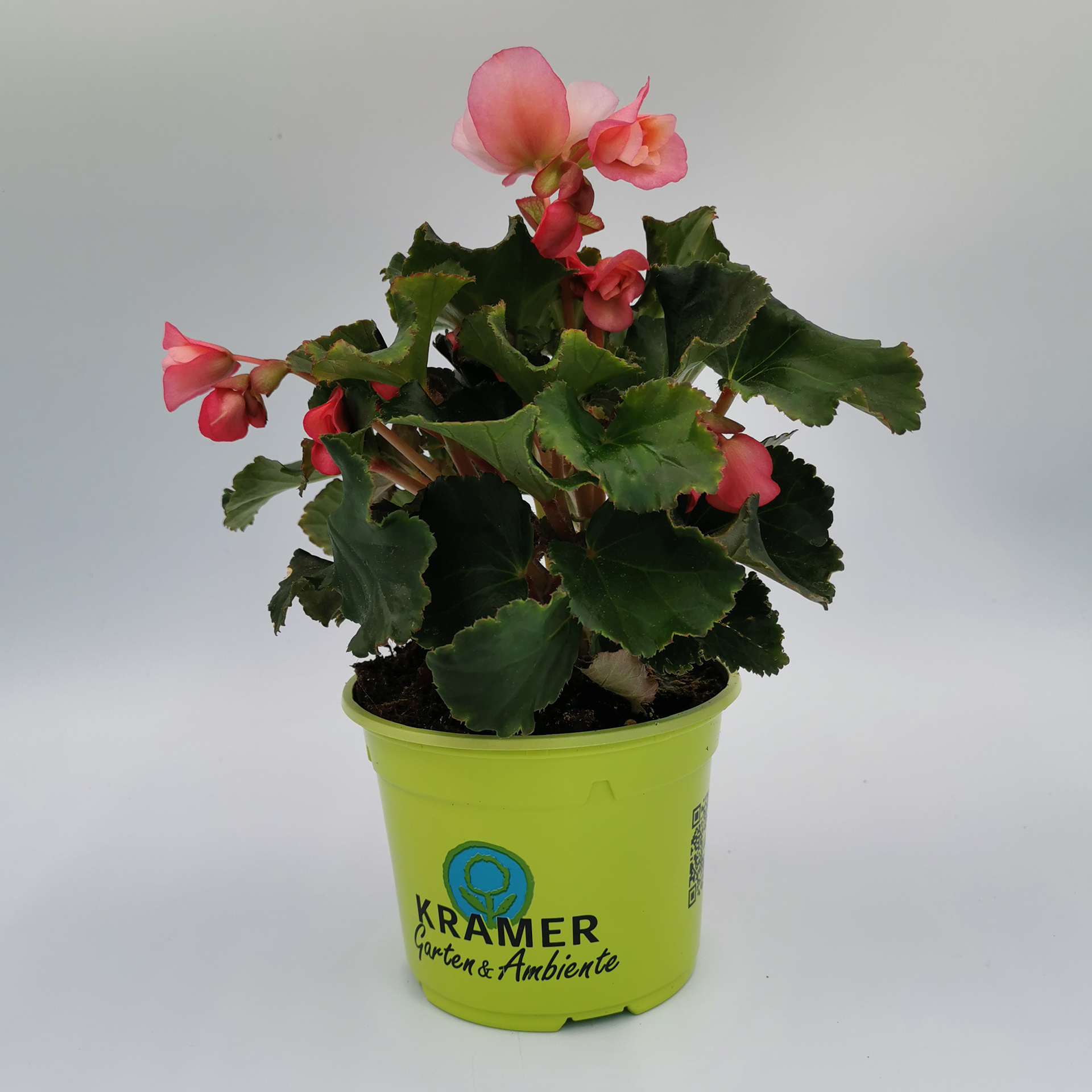 Begonie - Begonia 'Sunbrero Bicolor', 12cm Topf