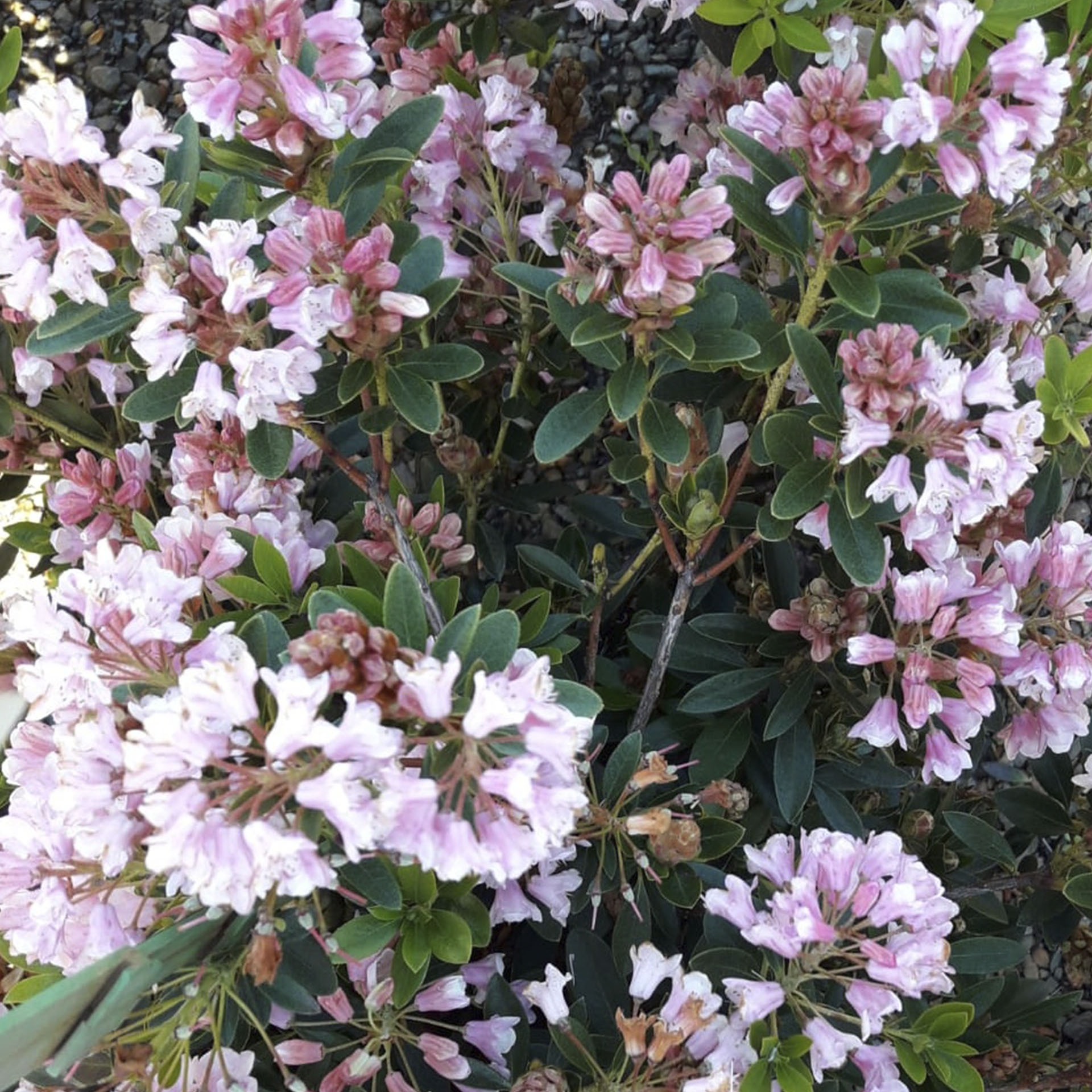 Zweig mit offenen Blüten des Bloombux Magenta