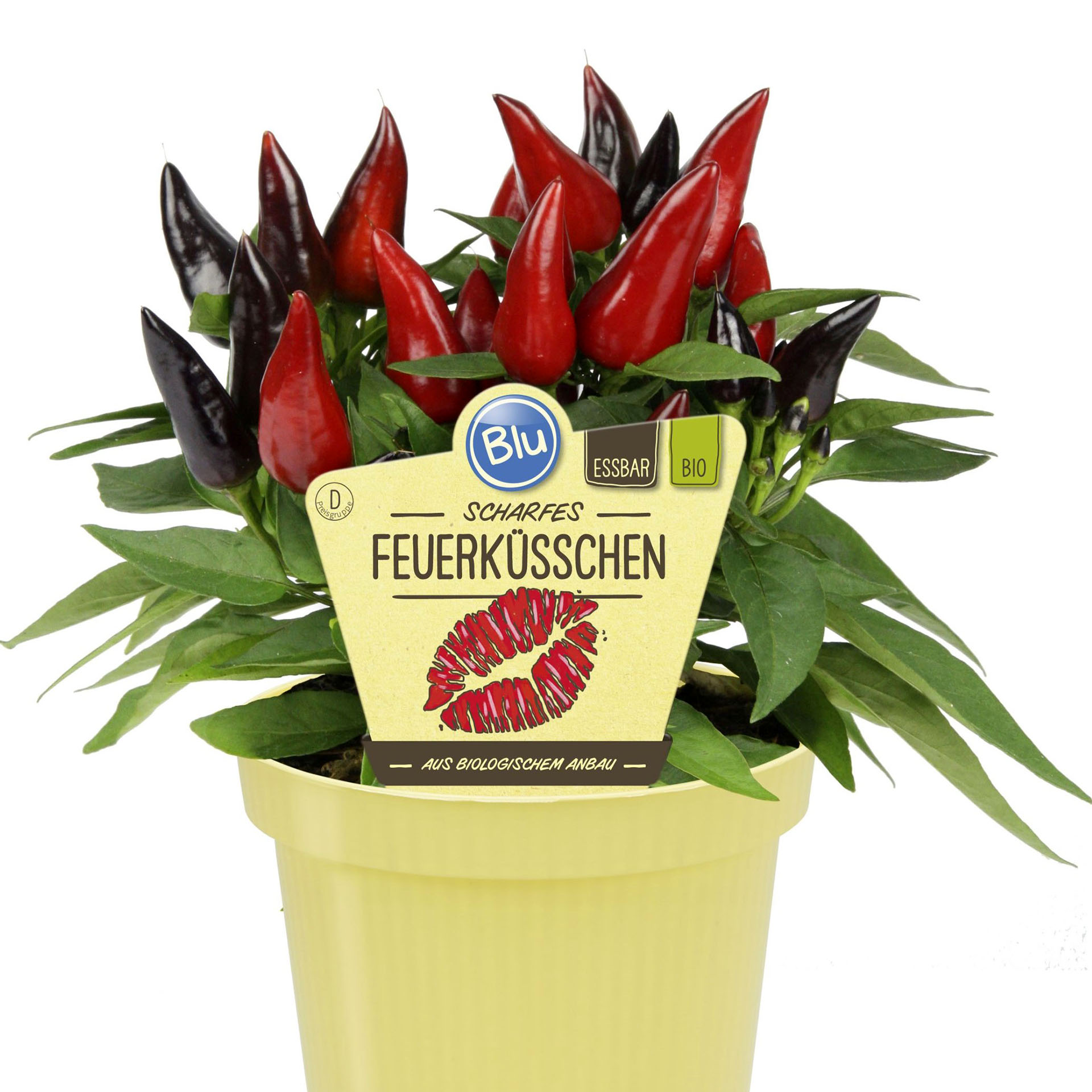 BIO Chili Feuerküsschen - Capsicum annuum, 12cm Topf