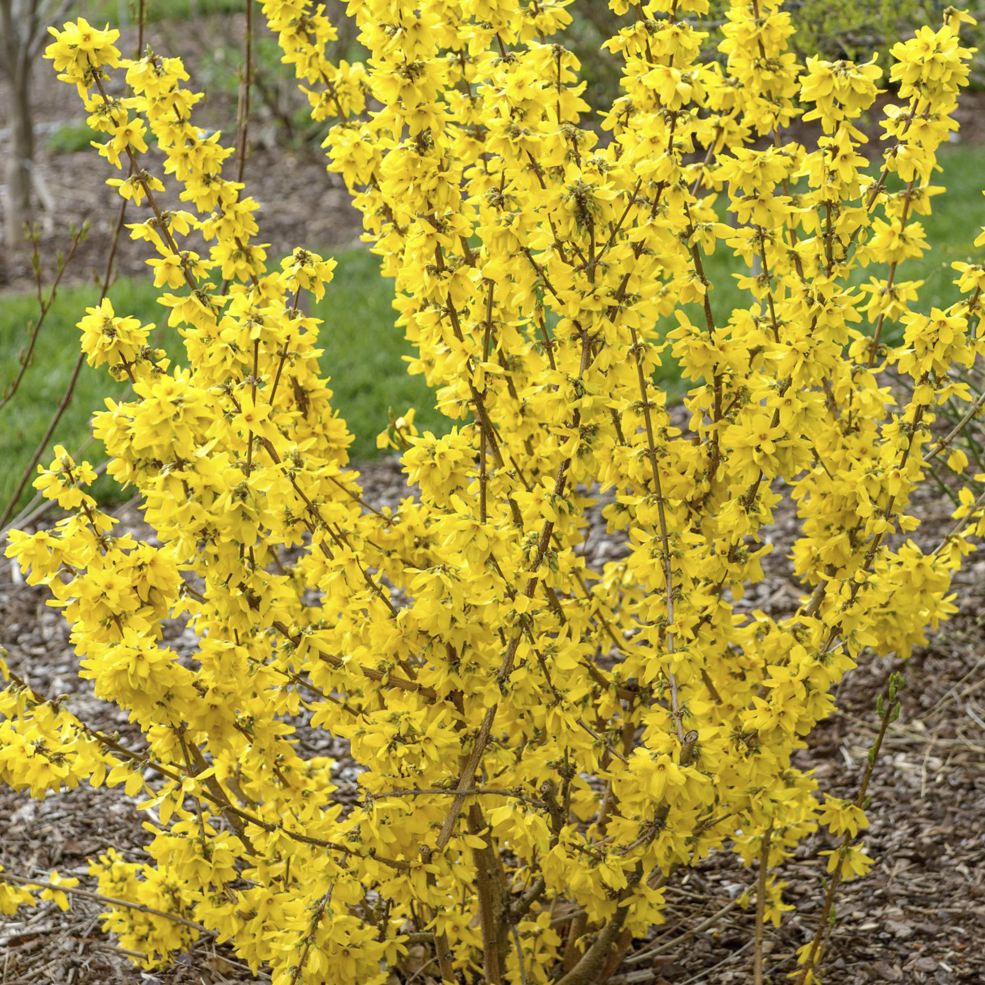 Goldgl ckchen Forsythia Intermedia Goldrausch goldgl-ckchen-forsythia-intermedia-goldrausch
