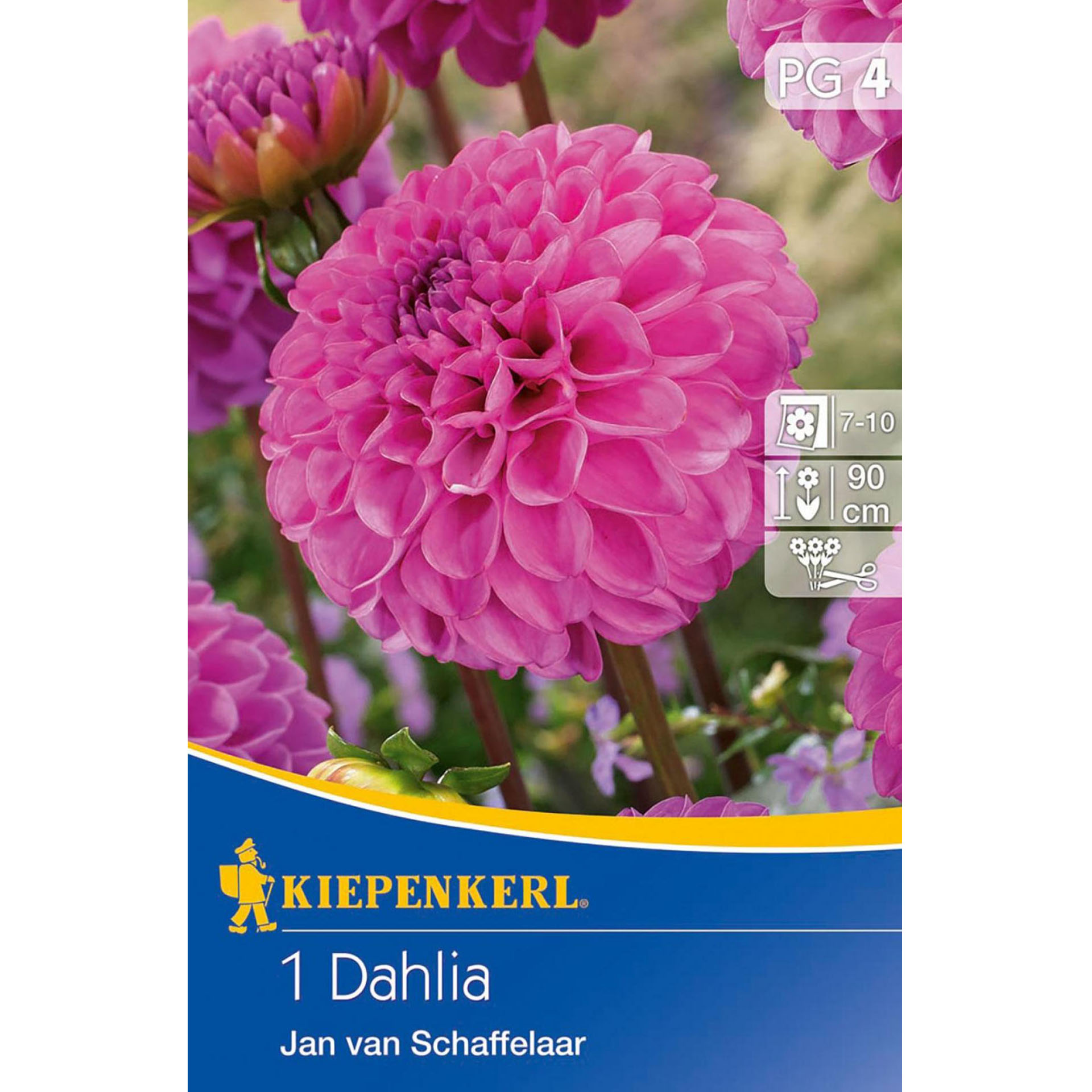 Blumenzwiebeln Pompon-Dahlie Dahlia  Blumenrabatte