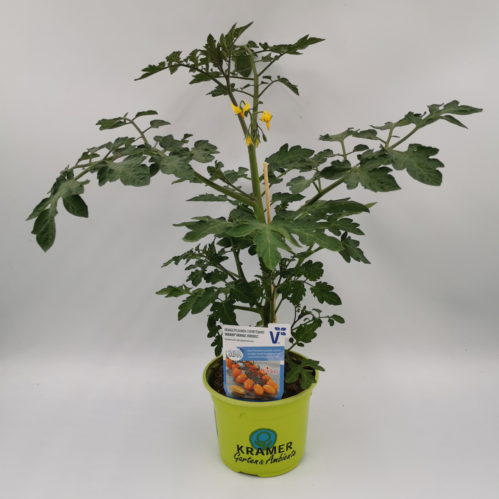 Pflaumen-Cherrytomate 'Mirado® Orange', Tomatenpflanze 12cm Topf