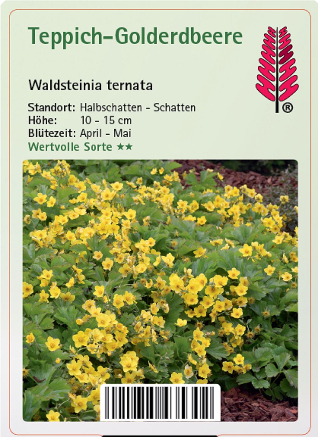 Teppich-Golderdbeere - Waldsteinia ternata, 9cm Topf
