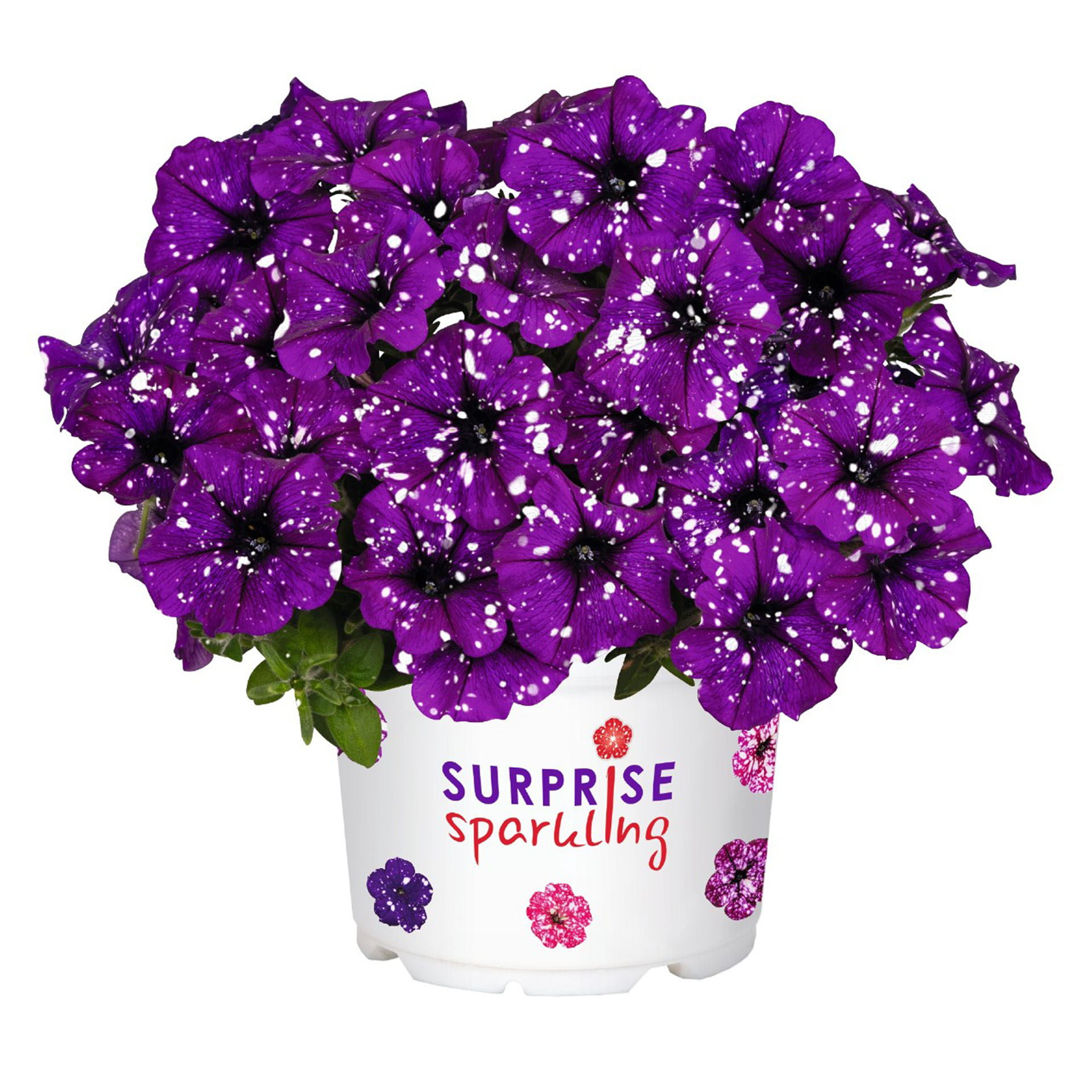Petunie - Surfinia 'Surprise Sparkling Purple', 12cm Topf