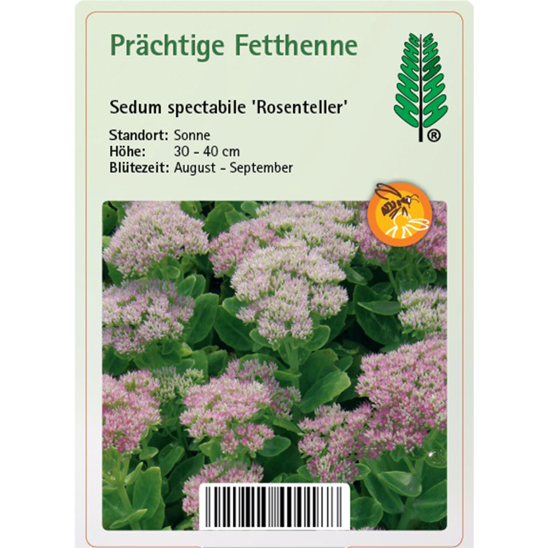 Prächtige Fetthenne - Sedum spectabile 'Rosenteller'