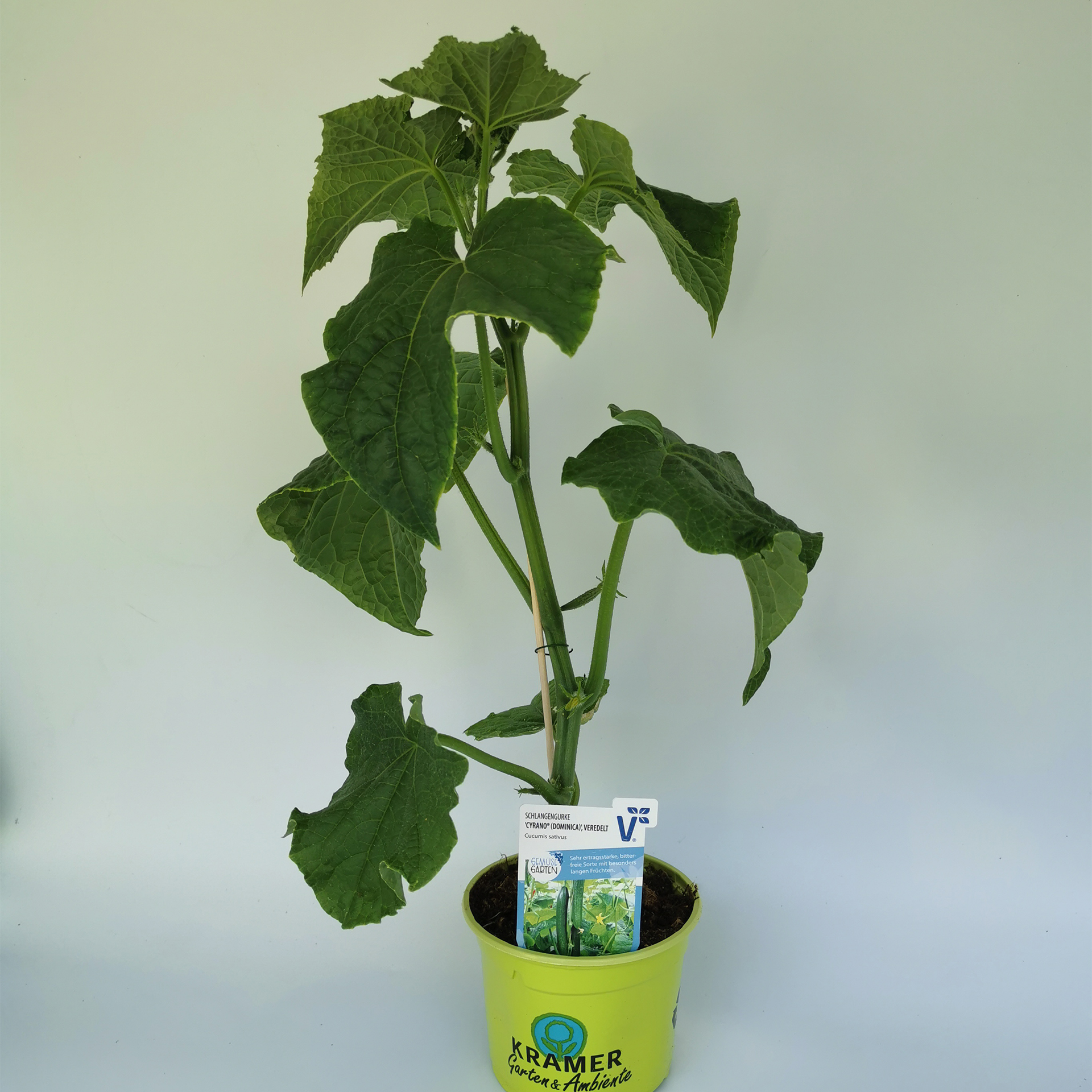 Schlangengurke 'Cyrano®', Gurkenpflanze 12cm Topf