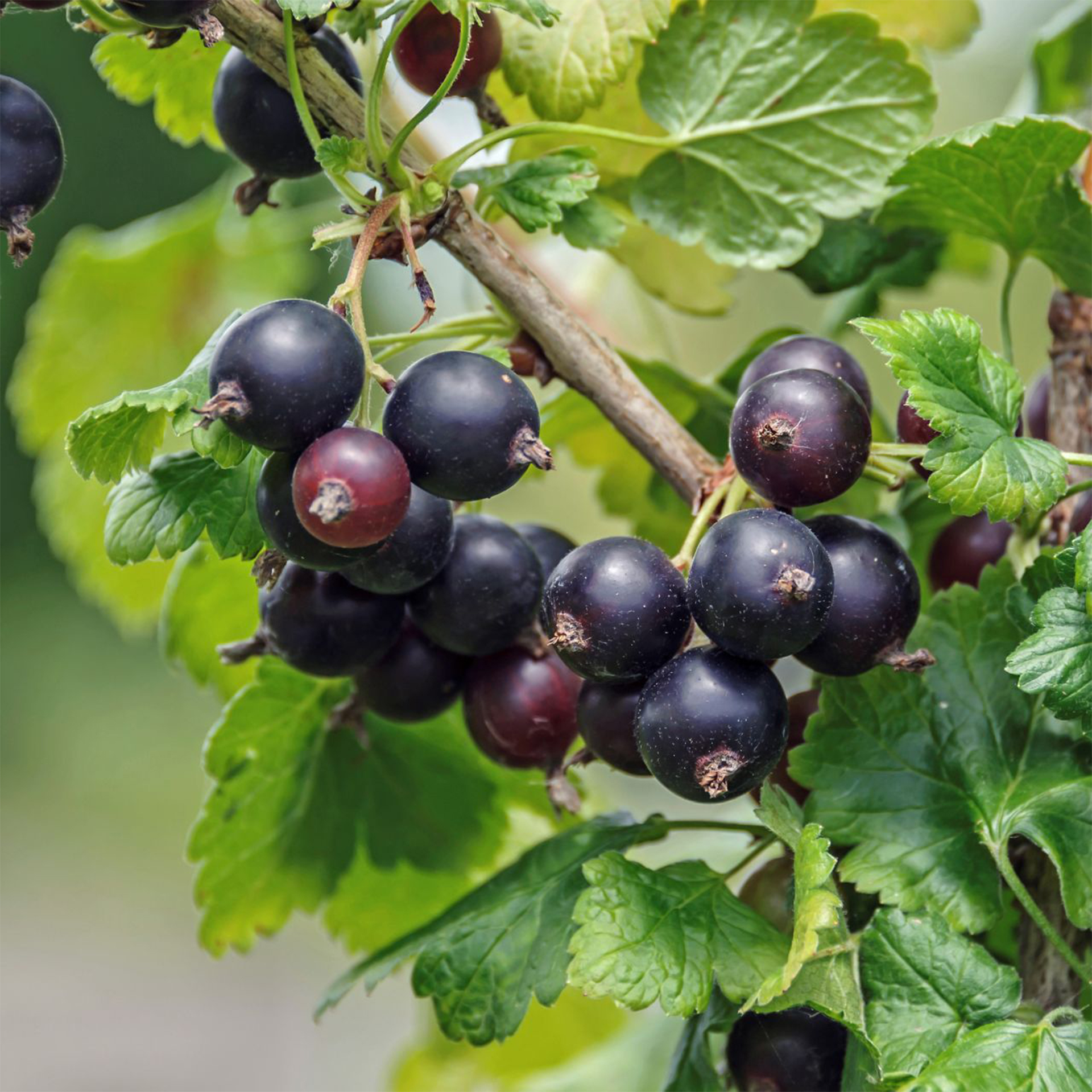 Jostabeere nidrigolaria Beerenobst Kreuzung aus stachelbeere und Schwarzer Johannisbeere