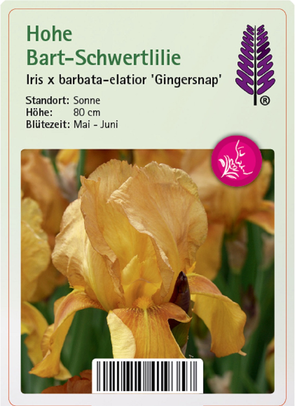 Hohe Bart-Schwertlilie - Iris barbata-eliator 'Gingersnap', 11cm Topf