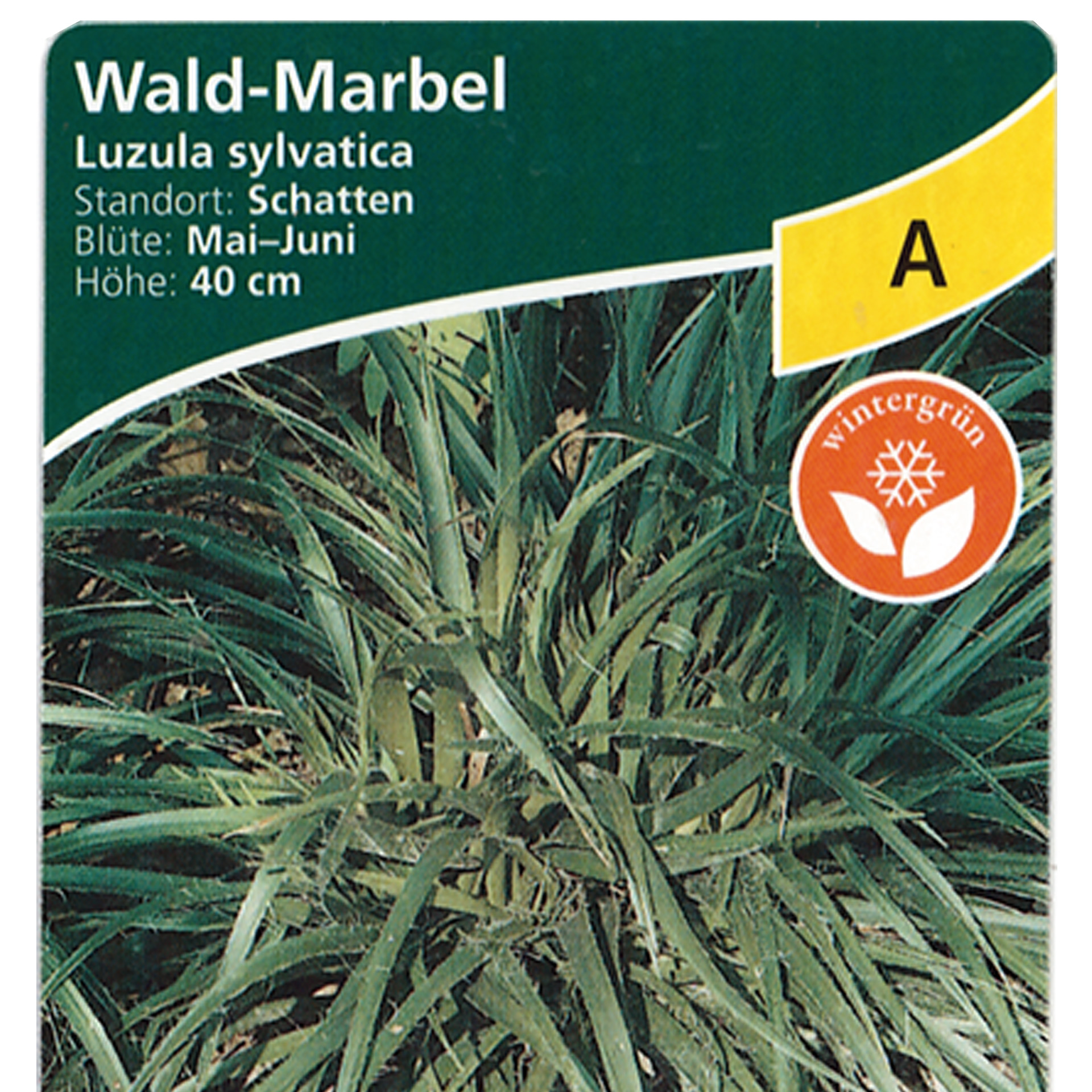 Wald-Marbel