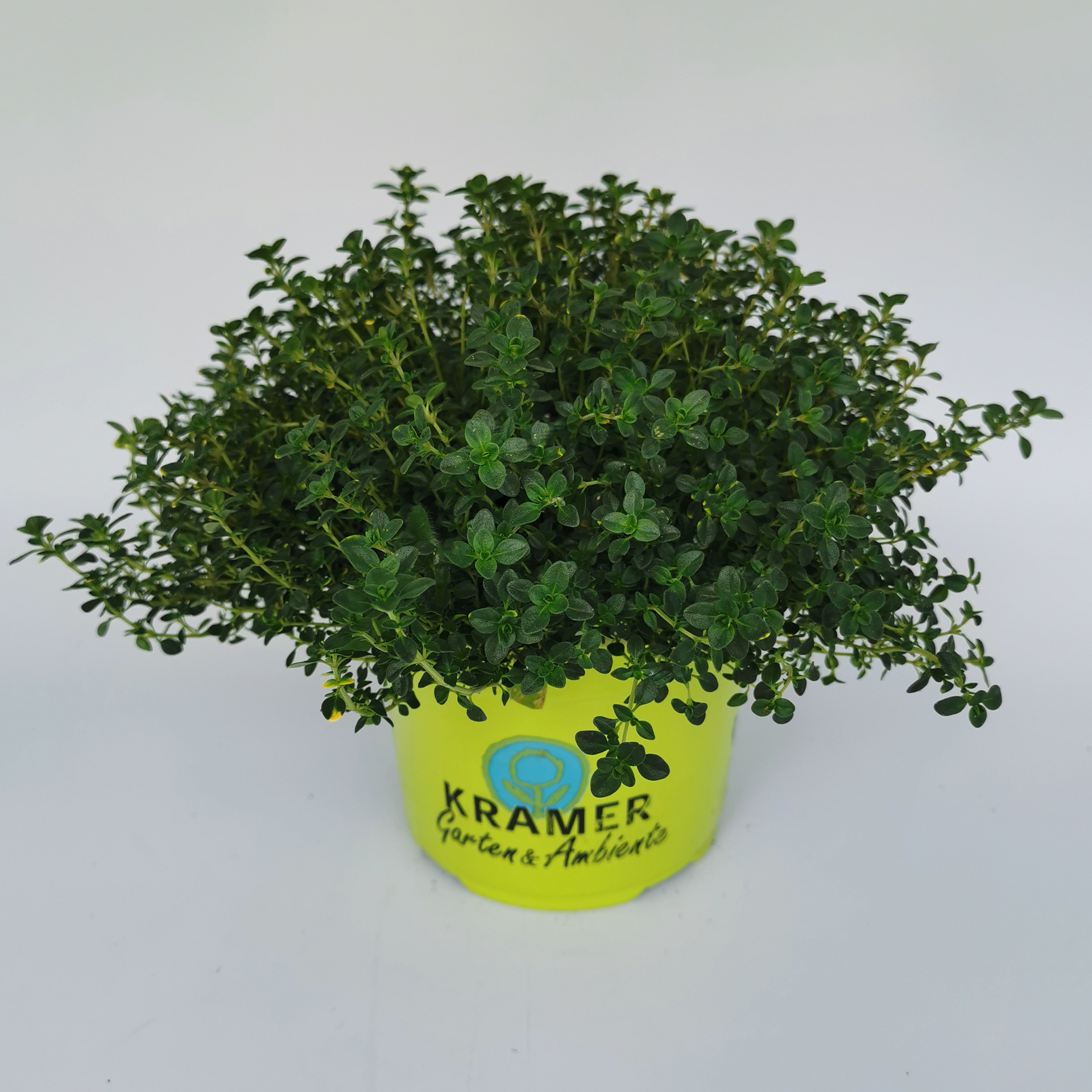 Hänge-Thymian 'Sambesi' - Thymus vulgaris, 12cm Topf