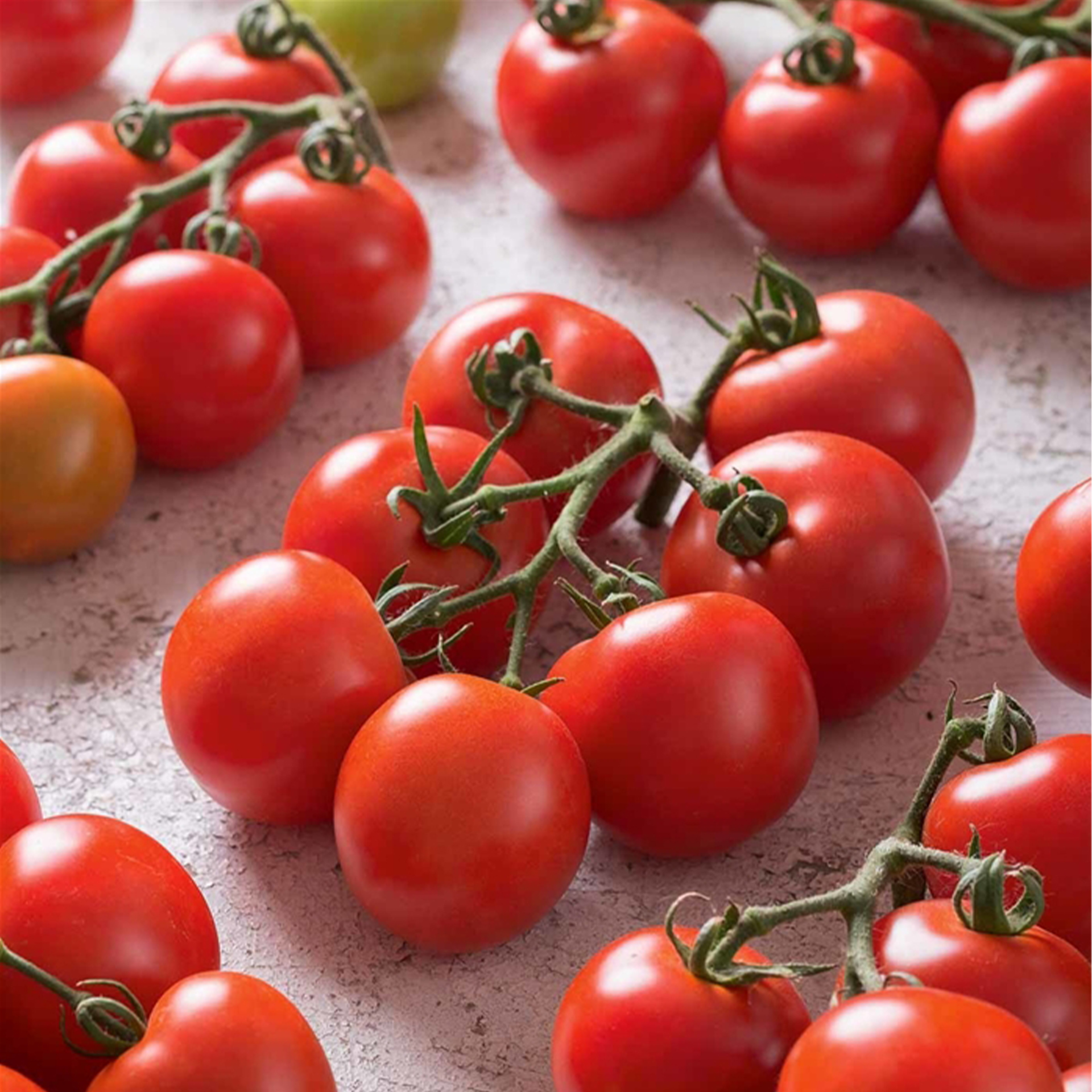 Strauch-Tomate 'Campos®' F1 (Sportivo), Tomatenpflanze 12cm Topf