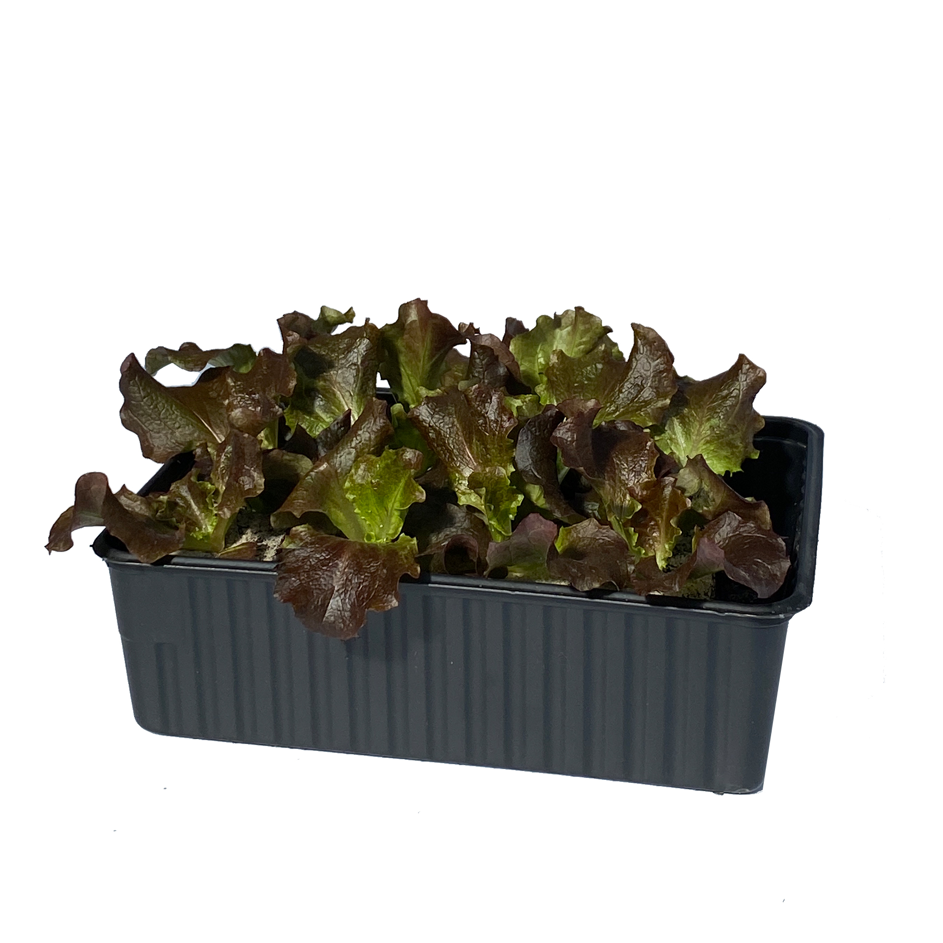 Schale mit Salatpflanzen Bataviasalat