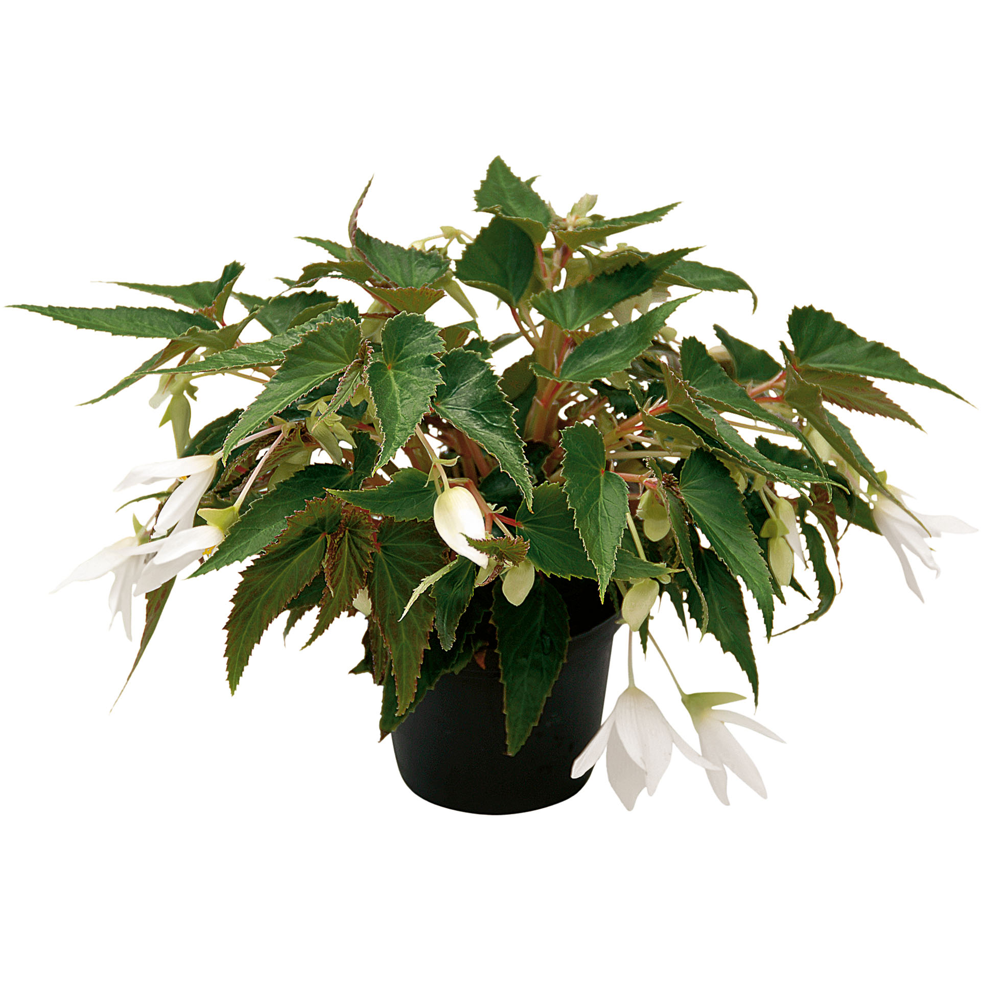 Hängebegonie - Begonia 'Summerwings White', 12cm Topf