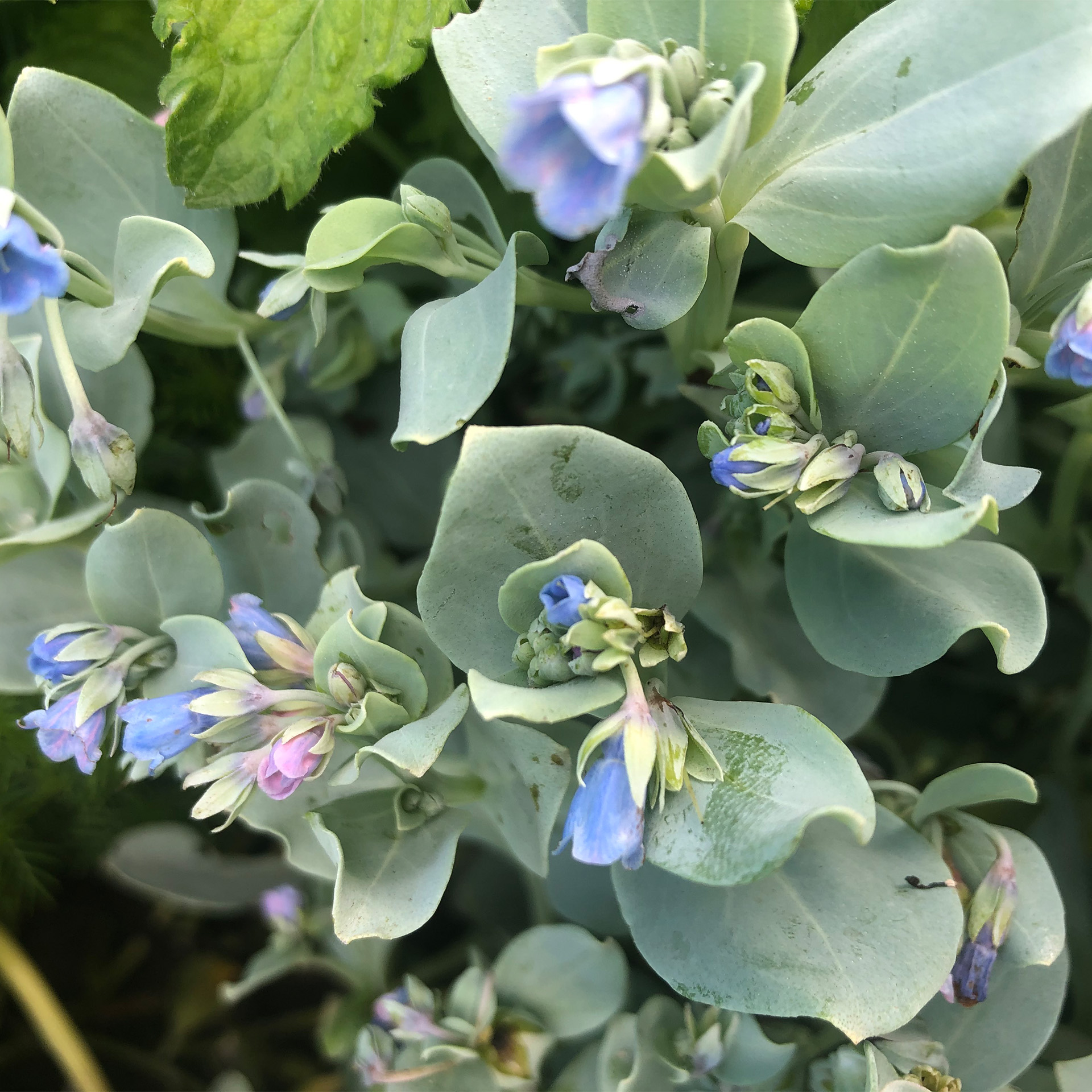 BIO Austernpflanze - Mertensia maritima, 12cm Topf