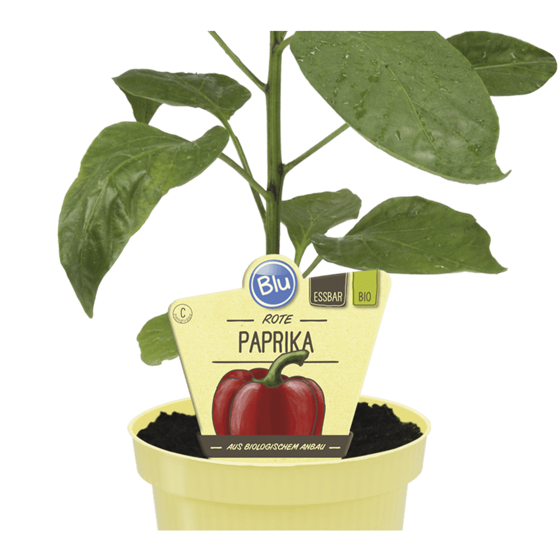 Rote BIO Paprika im Pflanztopf mit Pflanzenstecker