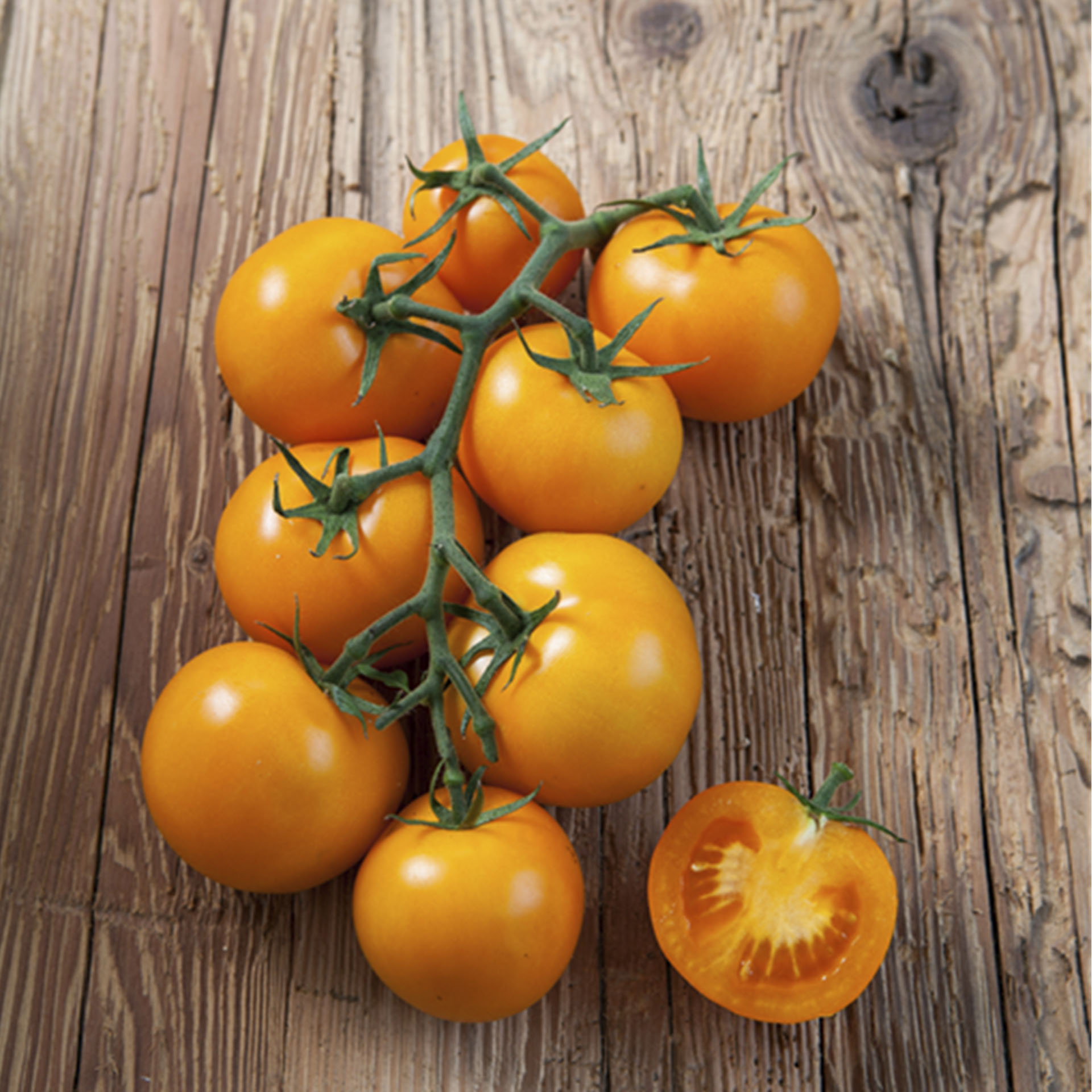reife, orange Früchte an Rispe der Tomate Starlias Orange