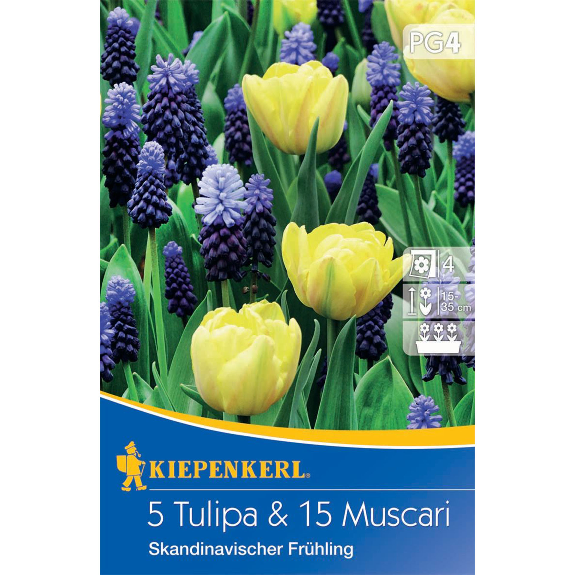 Tulpen-Traubenhyazinthen Mix 'Skandinavischer Frühling', Blumenzwiebeln