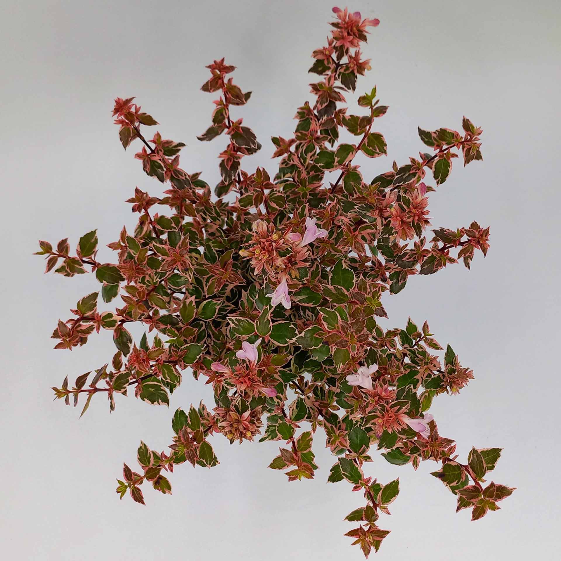 Heckenpflanze Zierstrauch Abelie Grandiflora buntlaubig mit zartrosa Blüten
