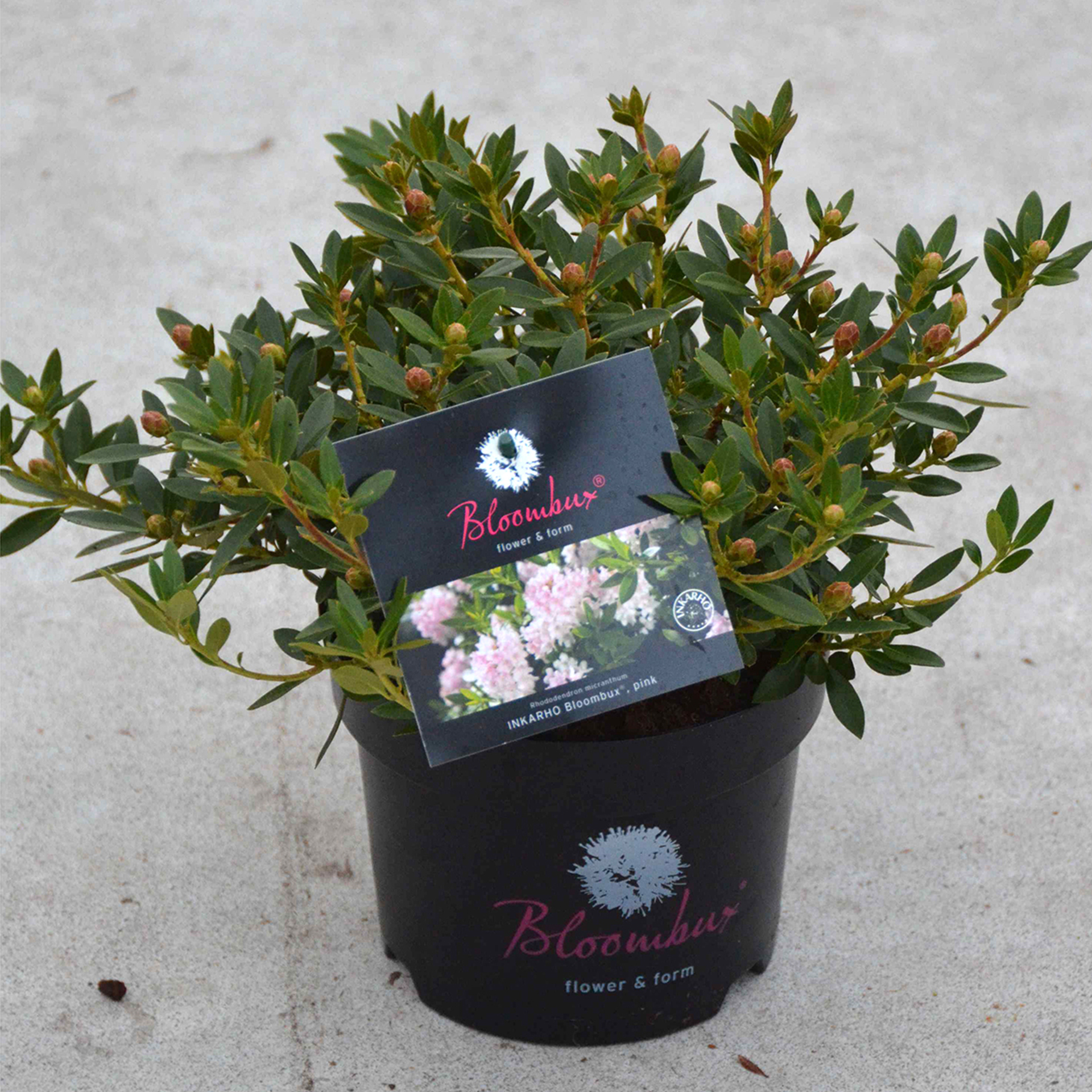 Rhododendron Bloombux Heckenpflanze  Beeteinfassung