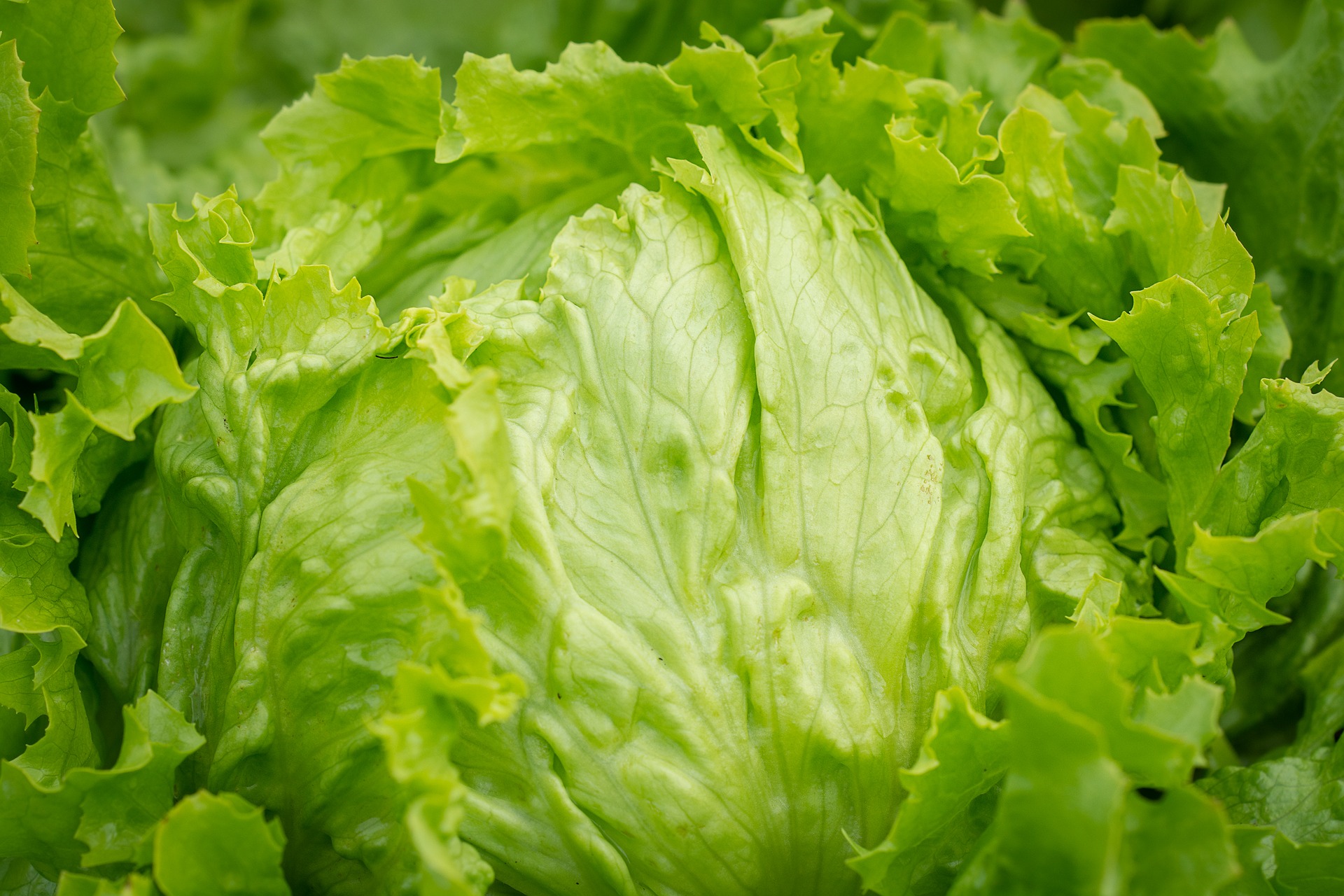 Eissalat - Salatpflanzen Schale 12er