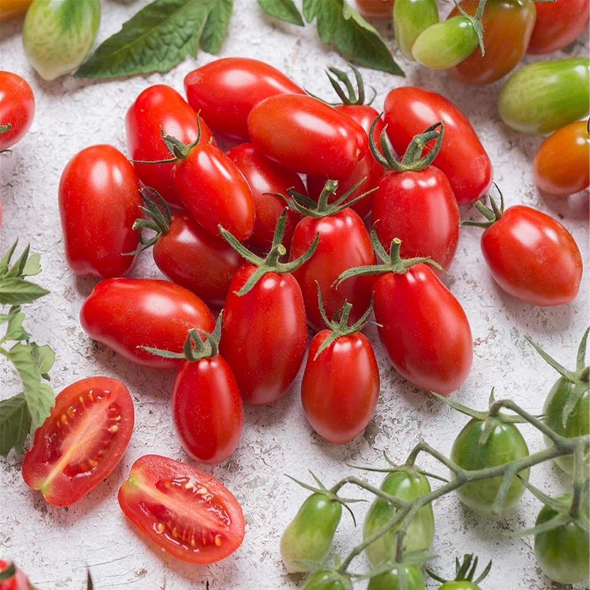 Pflaumen-Cherrytomate 'Mirado® Red', Tomatenpflanze 12cm Topf