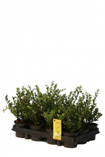 Ilex crenata 'dark green'