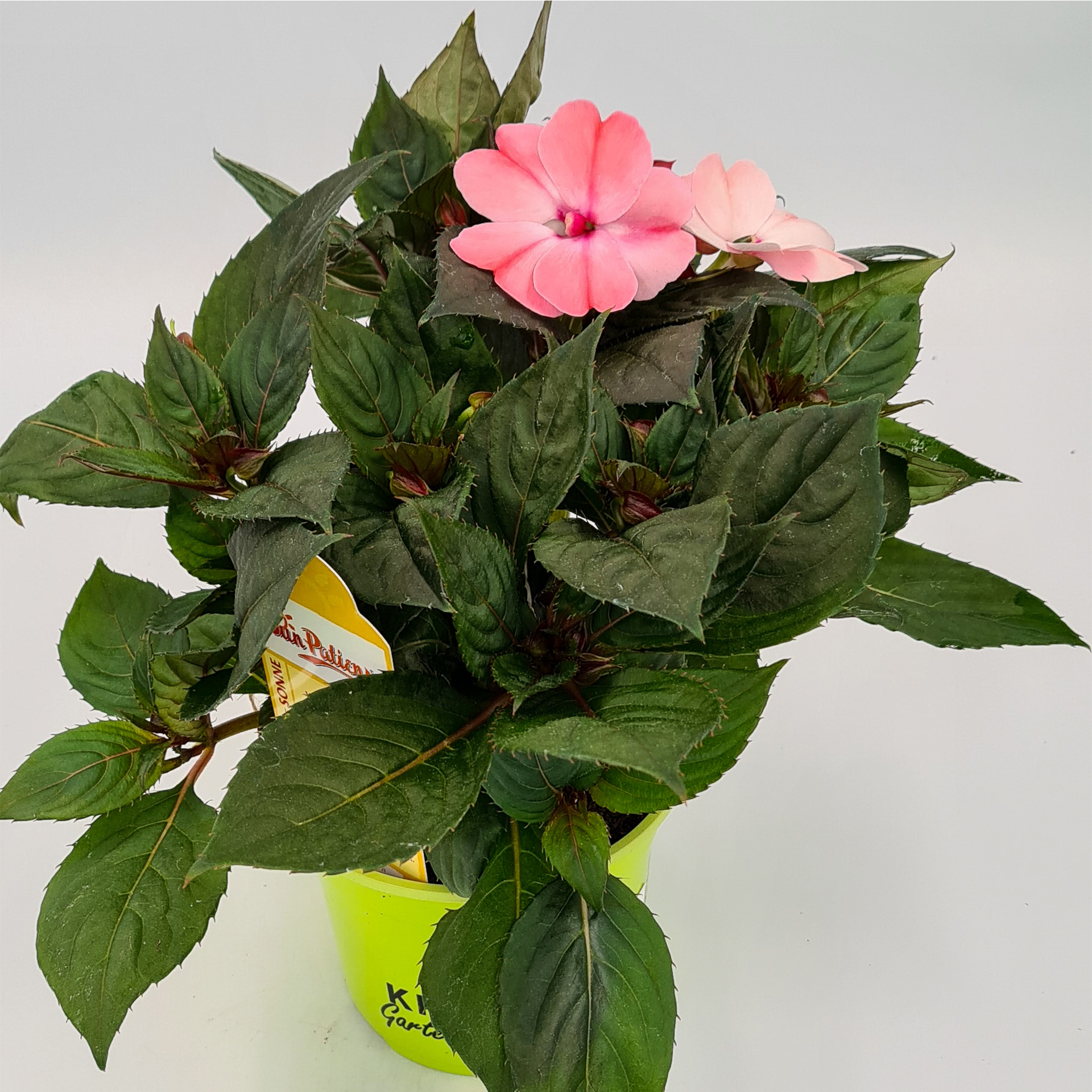 Edellieschen - Sunpatiens compact 'Blush Pink', 12cm Topf 