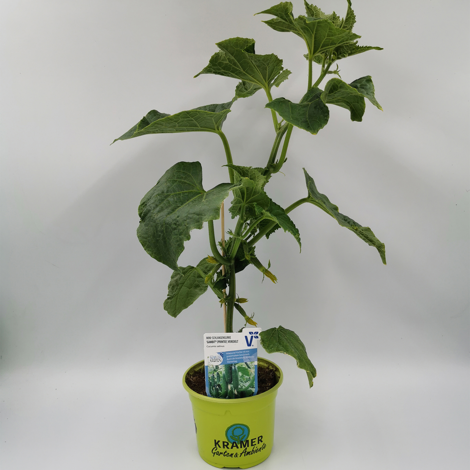 Mini-Schlangengurke 'Gambit®', Gurkenpflanze 12cm Topf