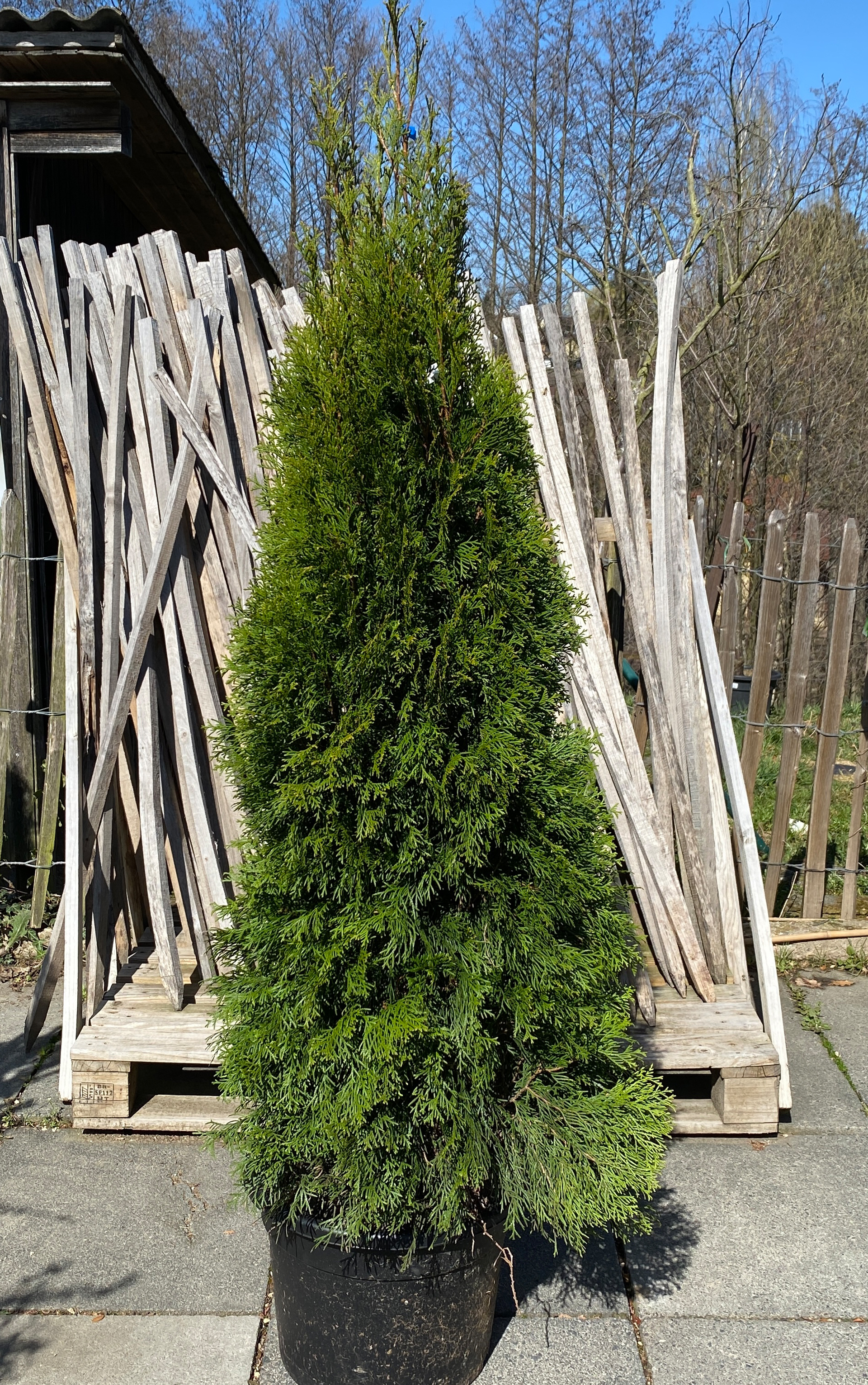 Thuja / Lebensbaum - Thuja occidentalis 'Smaragd', 120-140cm