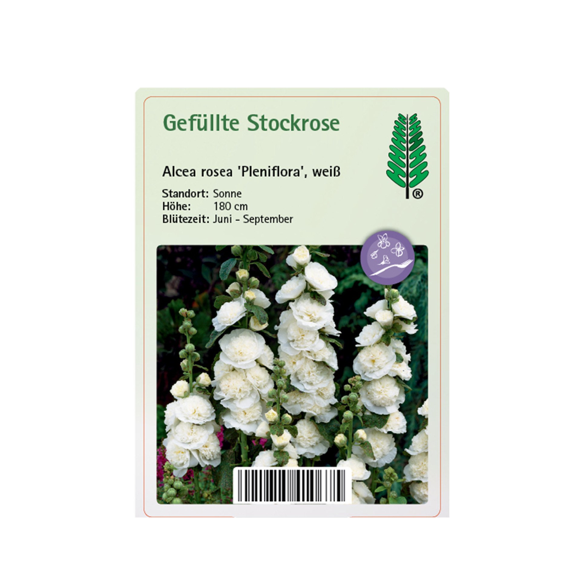 Gefüllte Stockrose - Alcea rosea 'Pleniflora' weiß, 11cm Topf