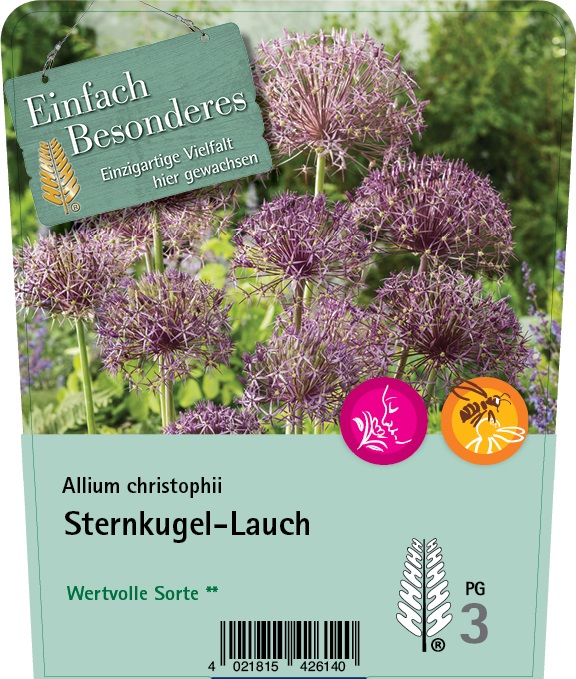 Sternkugel-Lauch - Allium christophii, C2