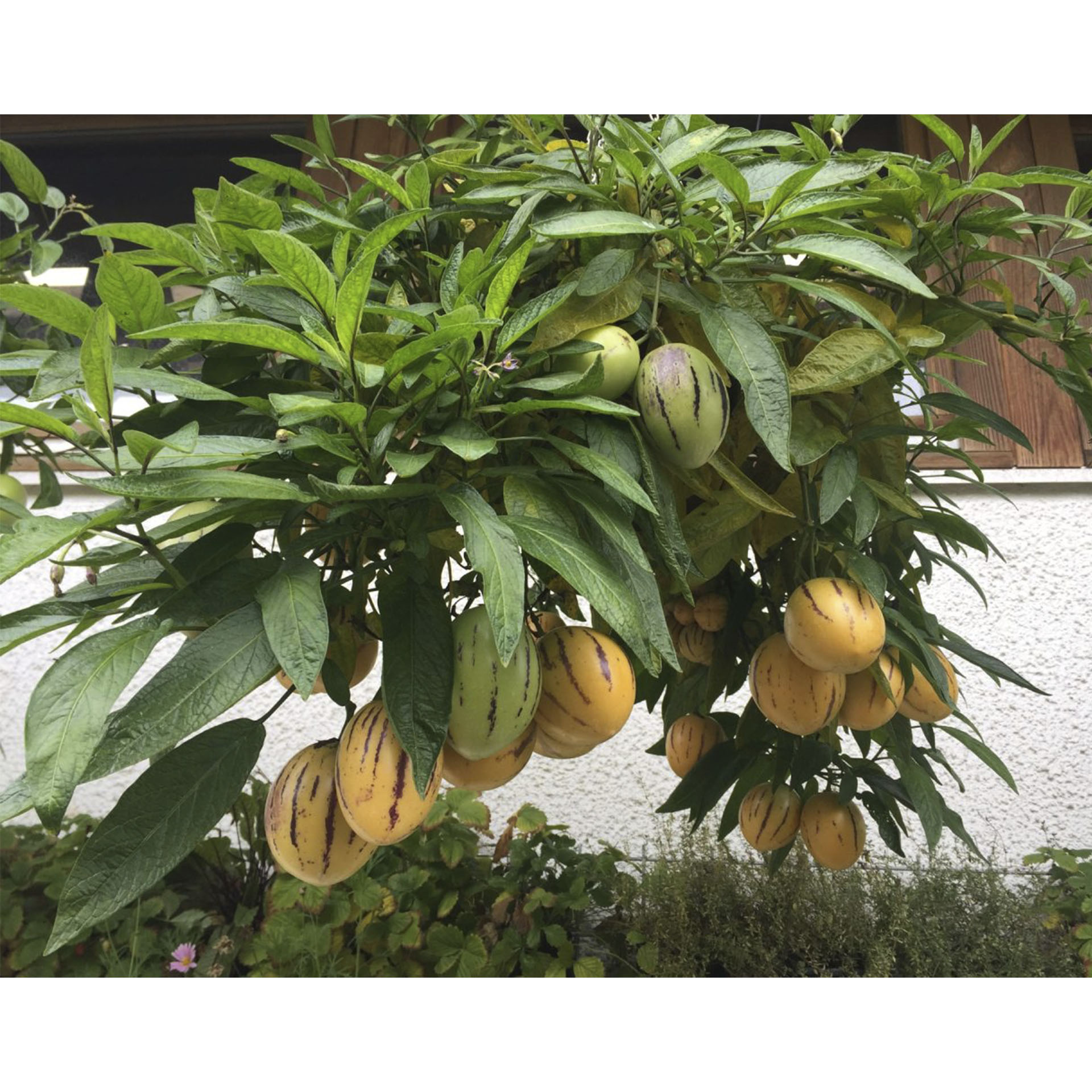 Strauch mit Früchten der Melonenbirne Pepino