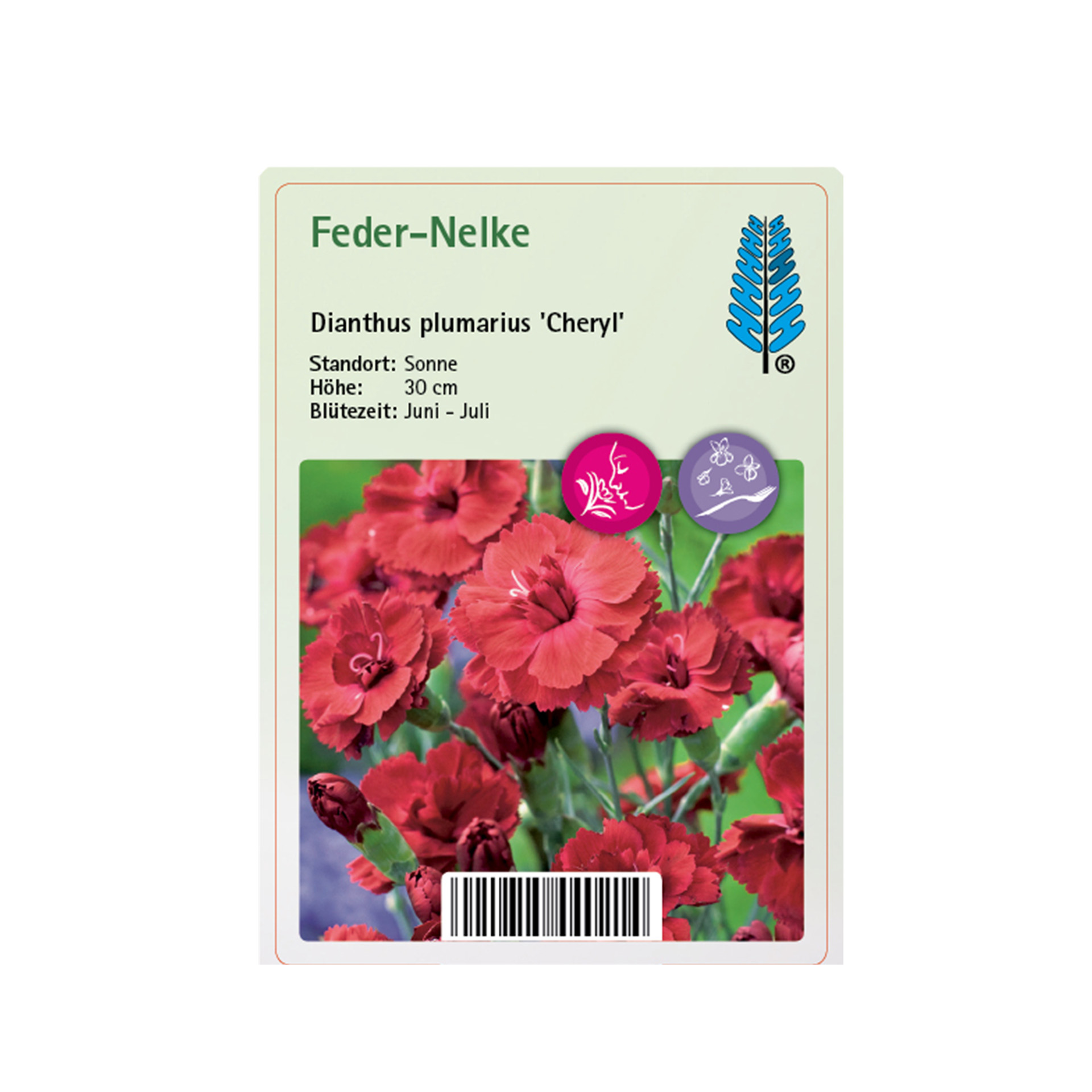 Feder-Nelke - Dianthus plumarius 'Cheryl', 9cm Topf