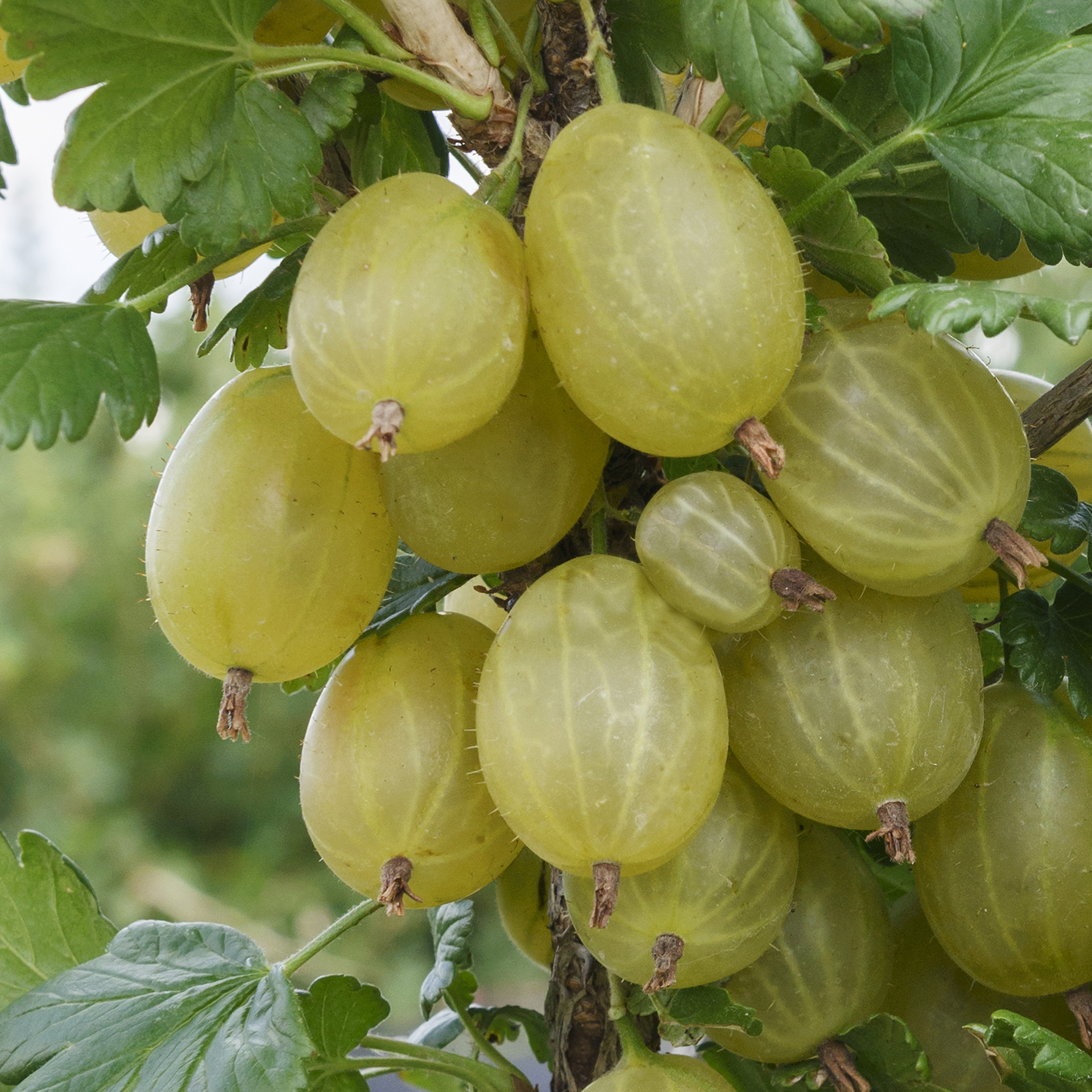 Grüne Stachelbeere - Ribes uva-crispa 'Invicta', C3,4